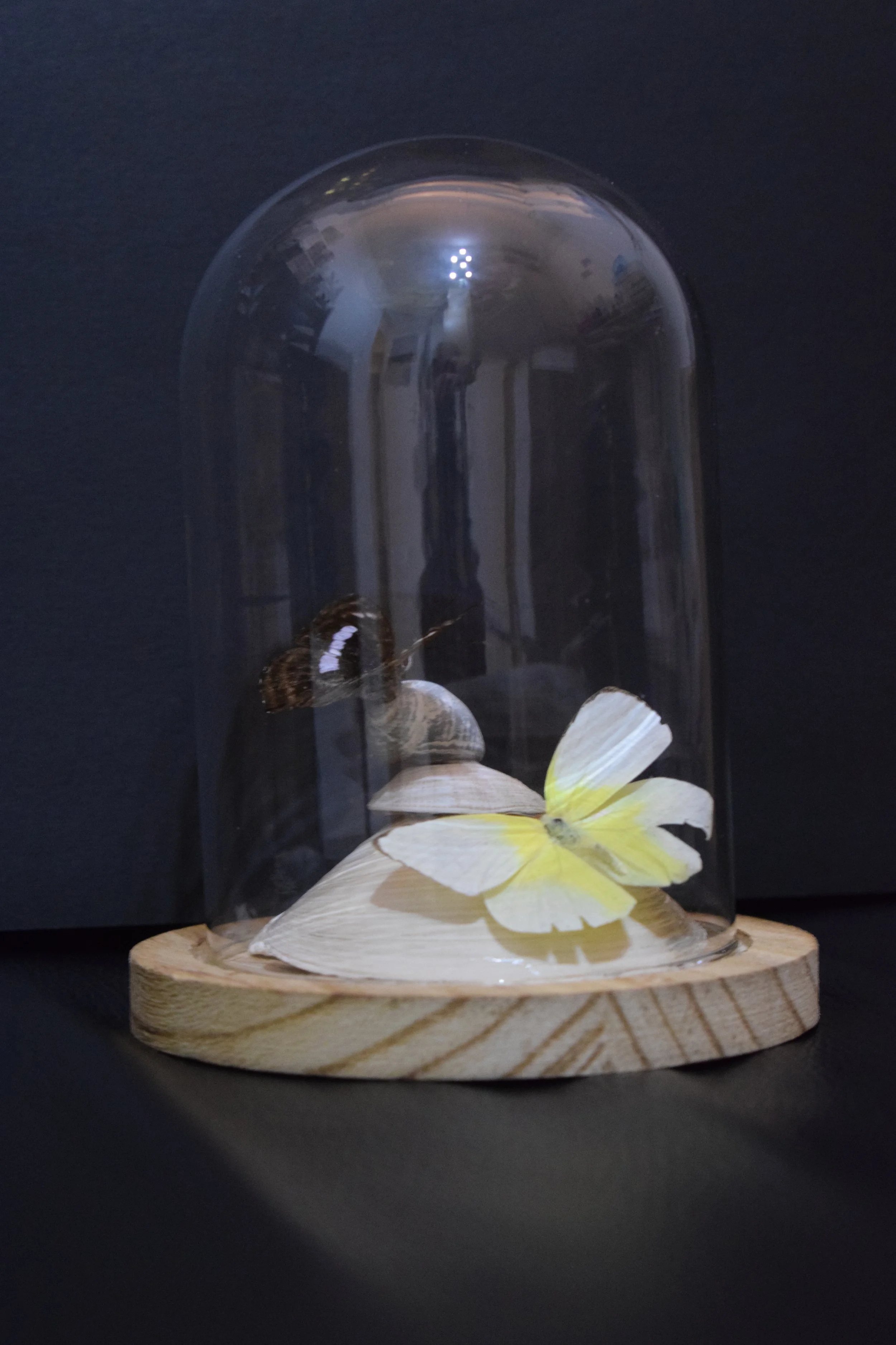 A glass dome with a yellow butterfly and seashells on a wooden base, reflecting a room with ceiling lights.