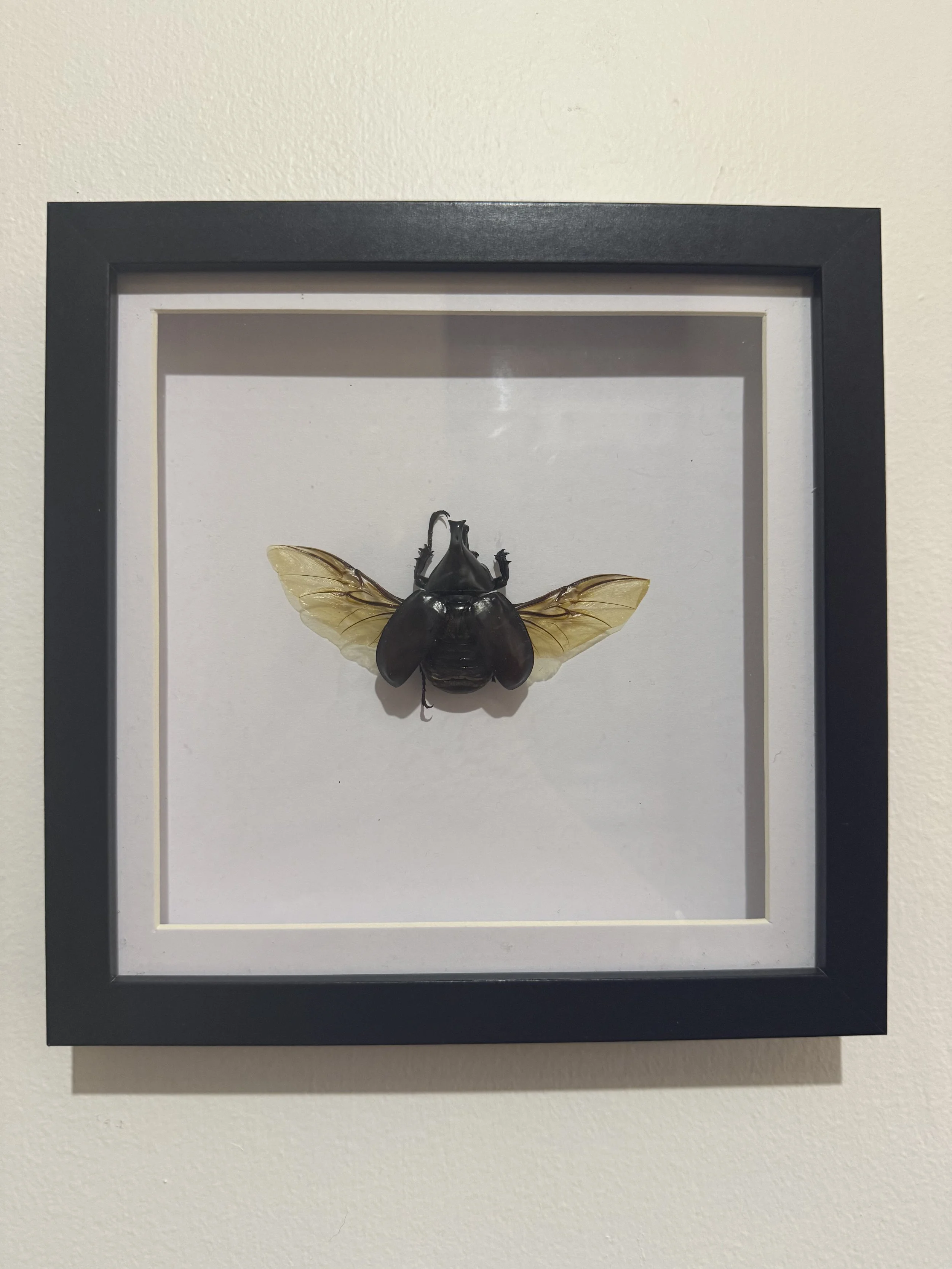 The Brown Rhinoceros Beetle