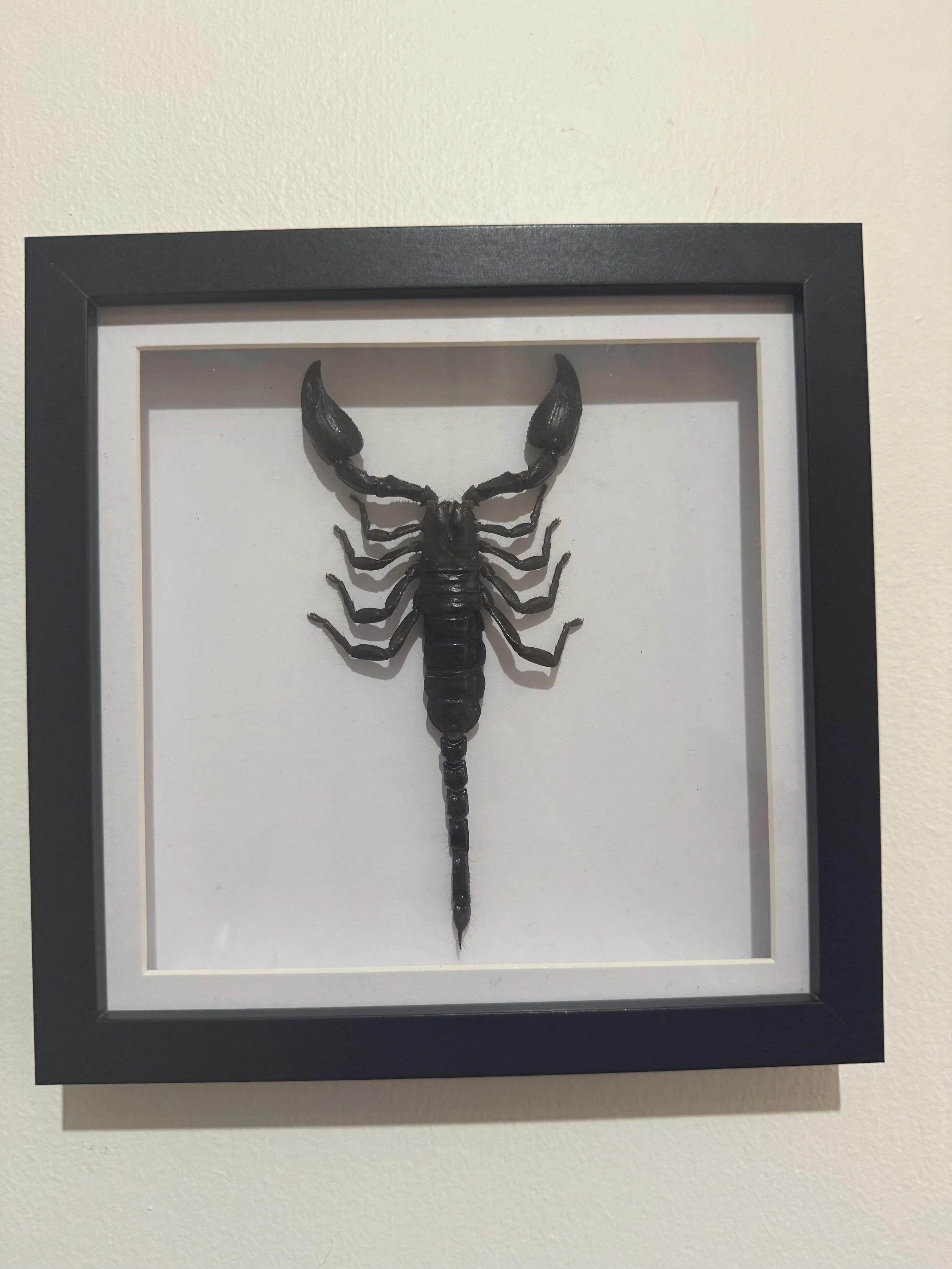 Scorpion