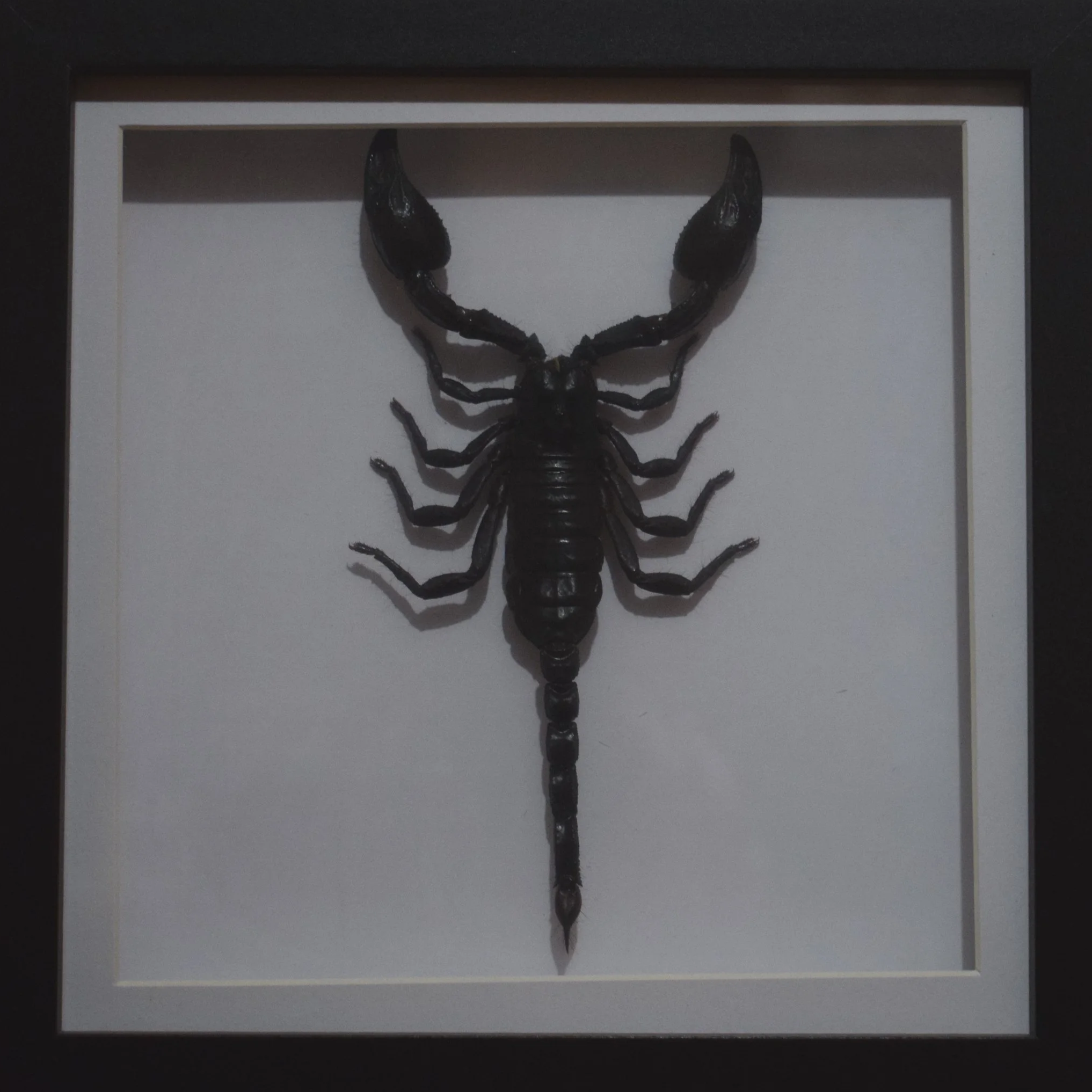 A framed display of a black scorpion mounted on a white background.