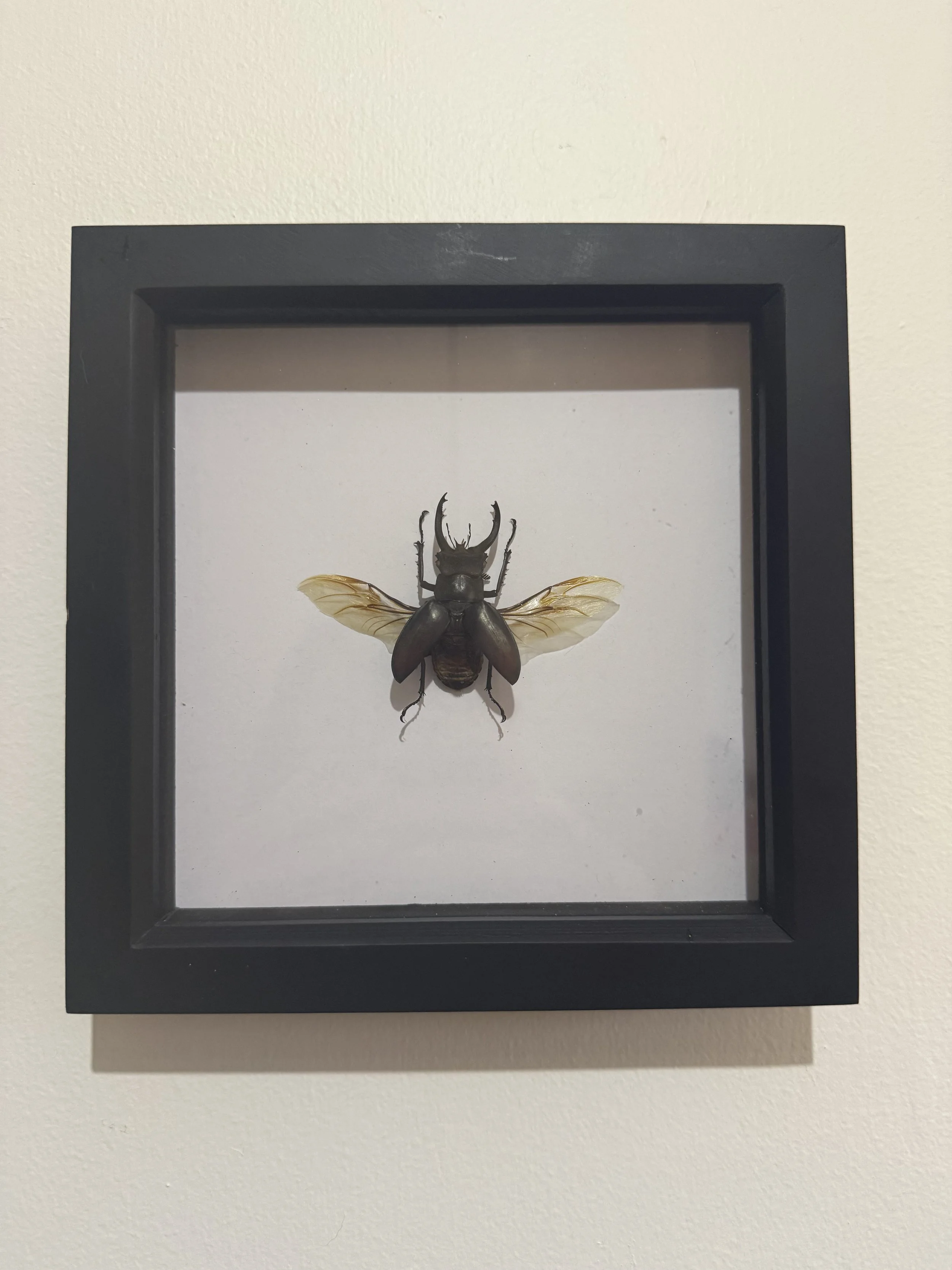 Stag Beetle