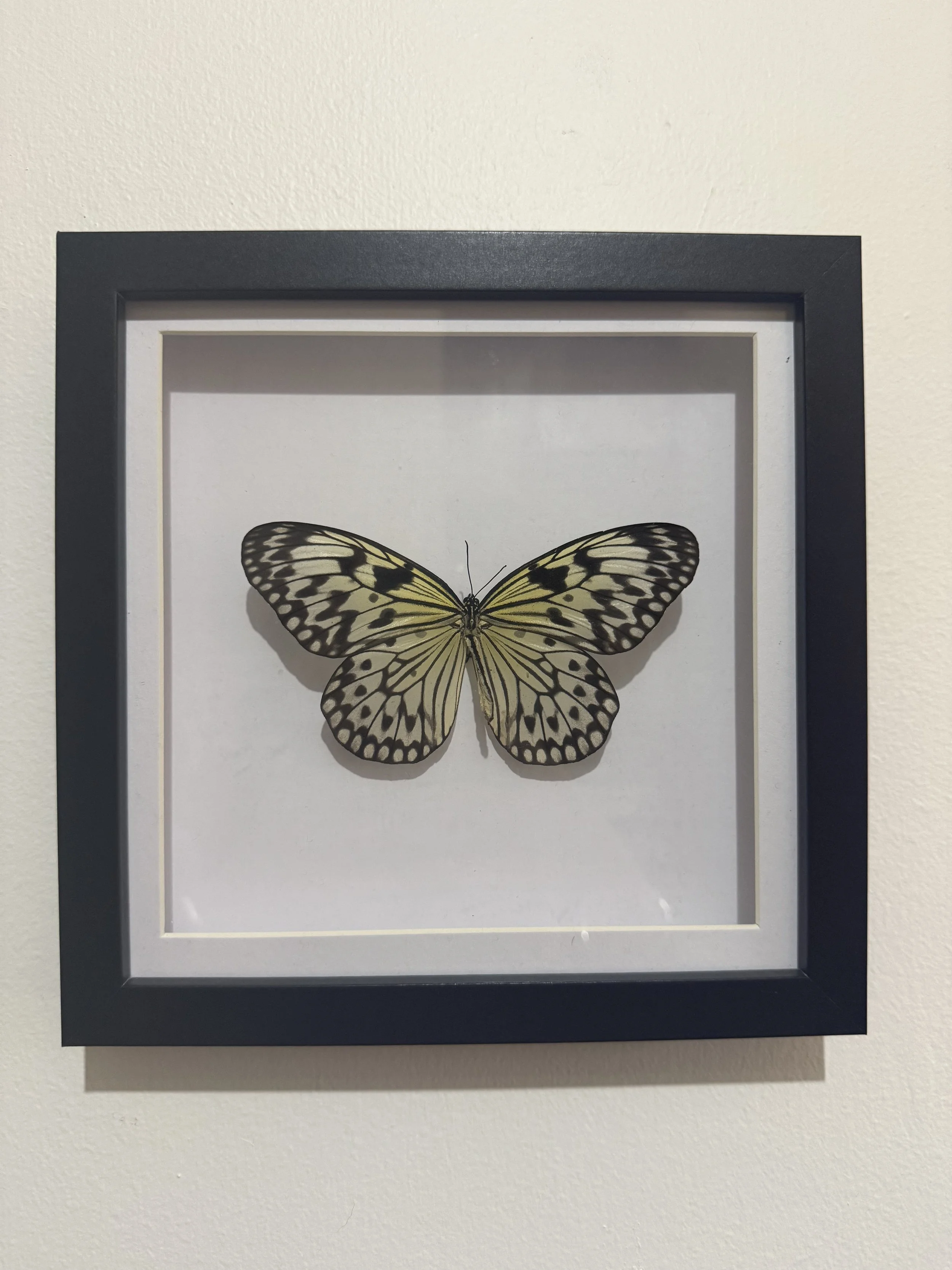 Paper Kite Butterfly