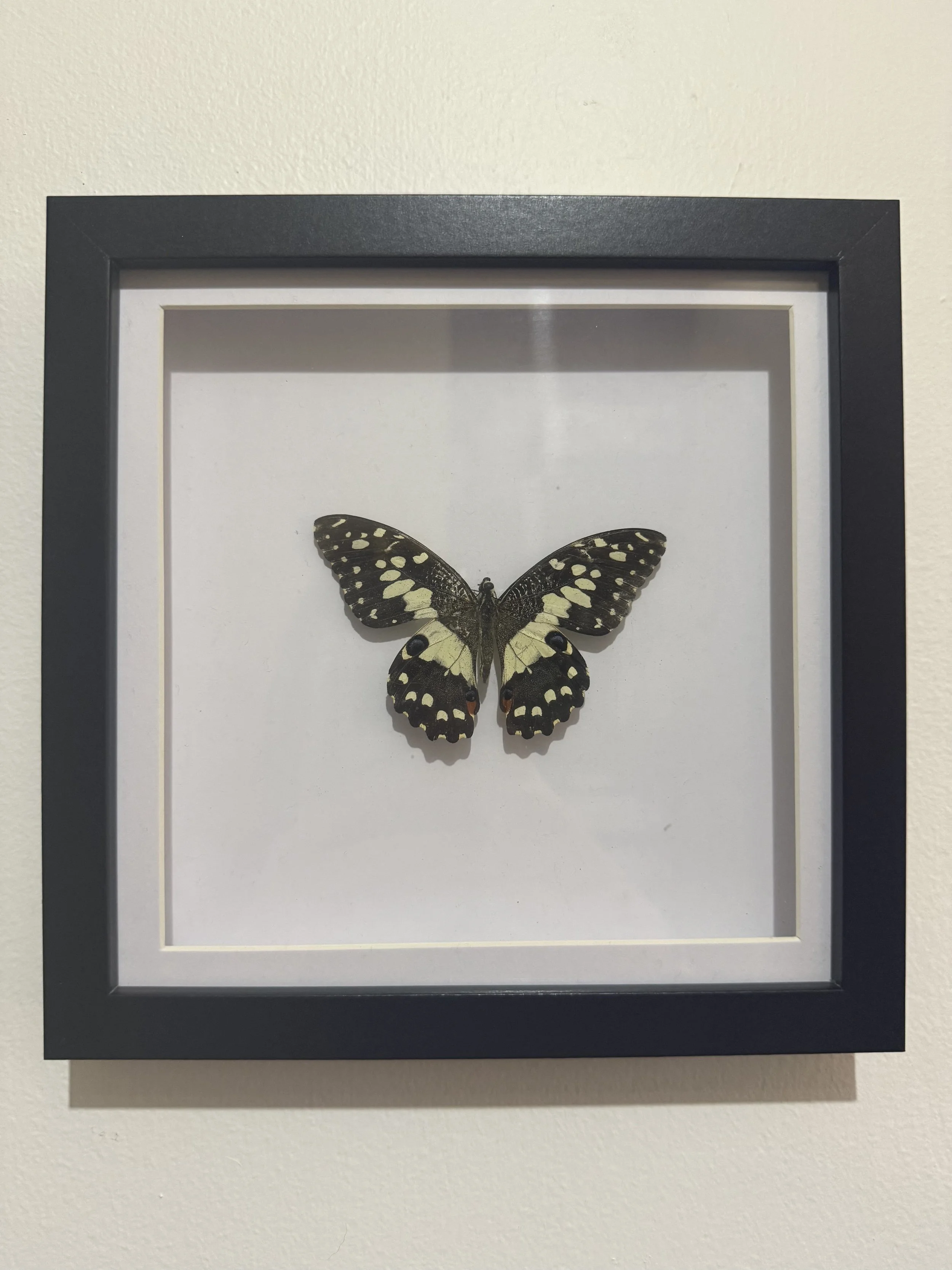 Swallowtail Butterfly