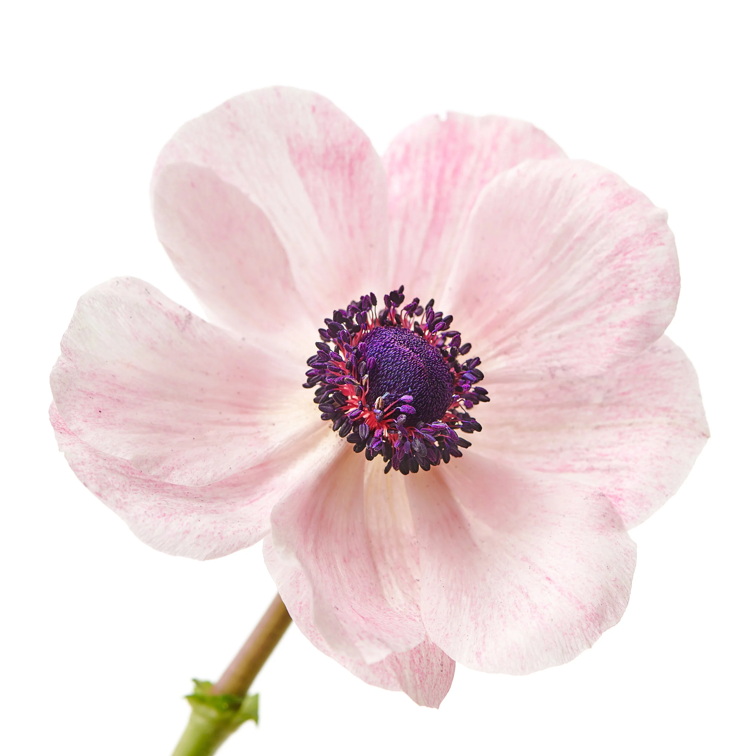 Noble's Flowers - 04-28-190036.jpg
