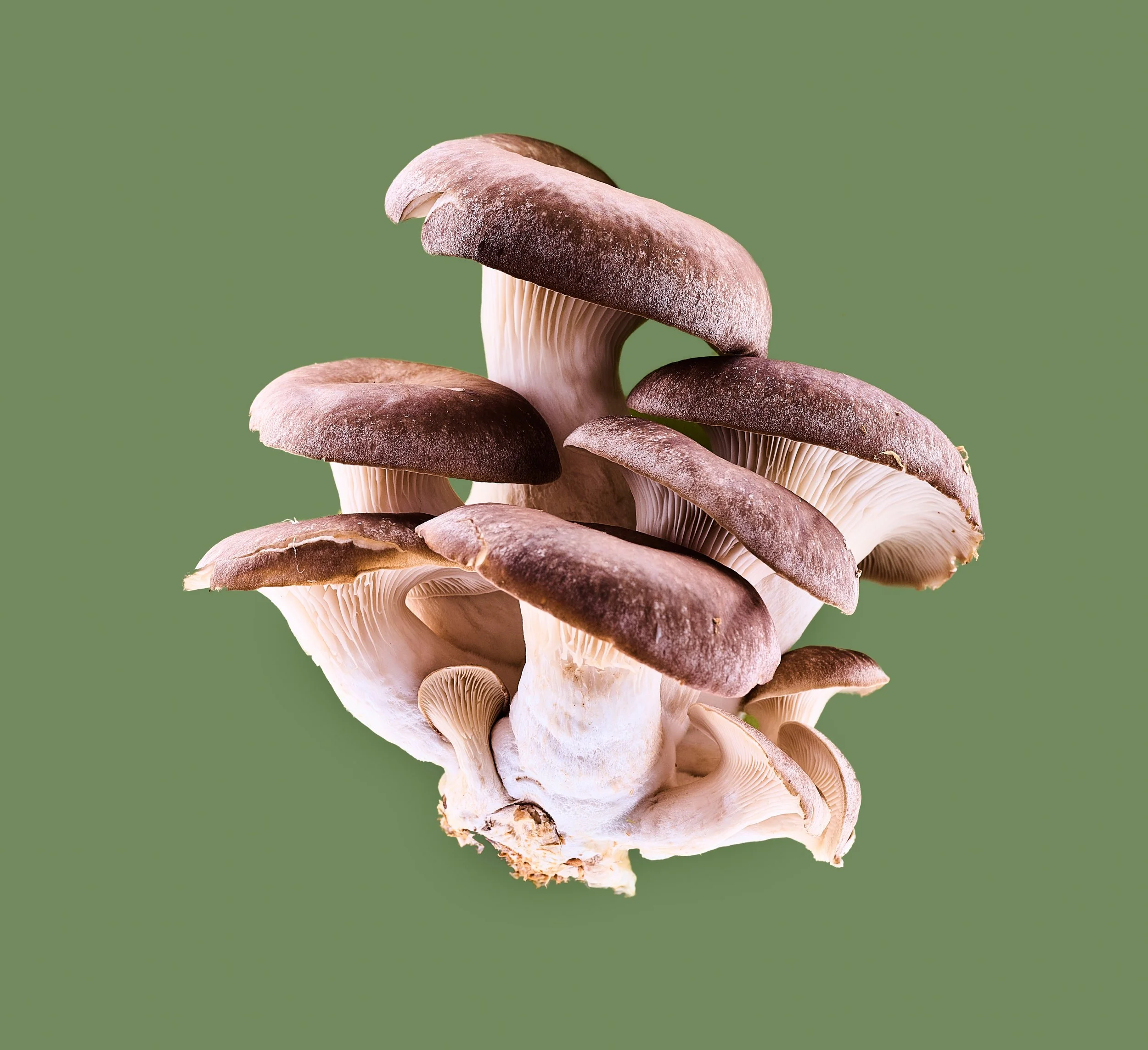Olice Mushroom.jpg