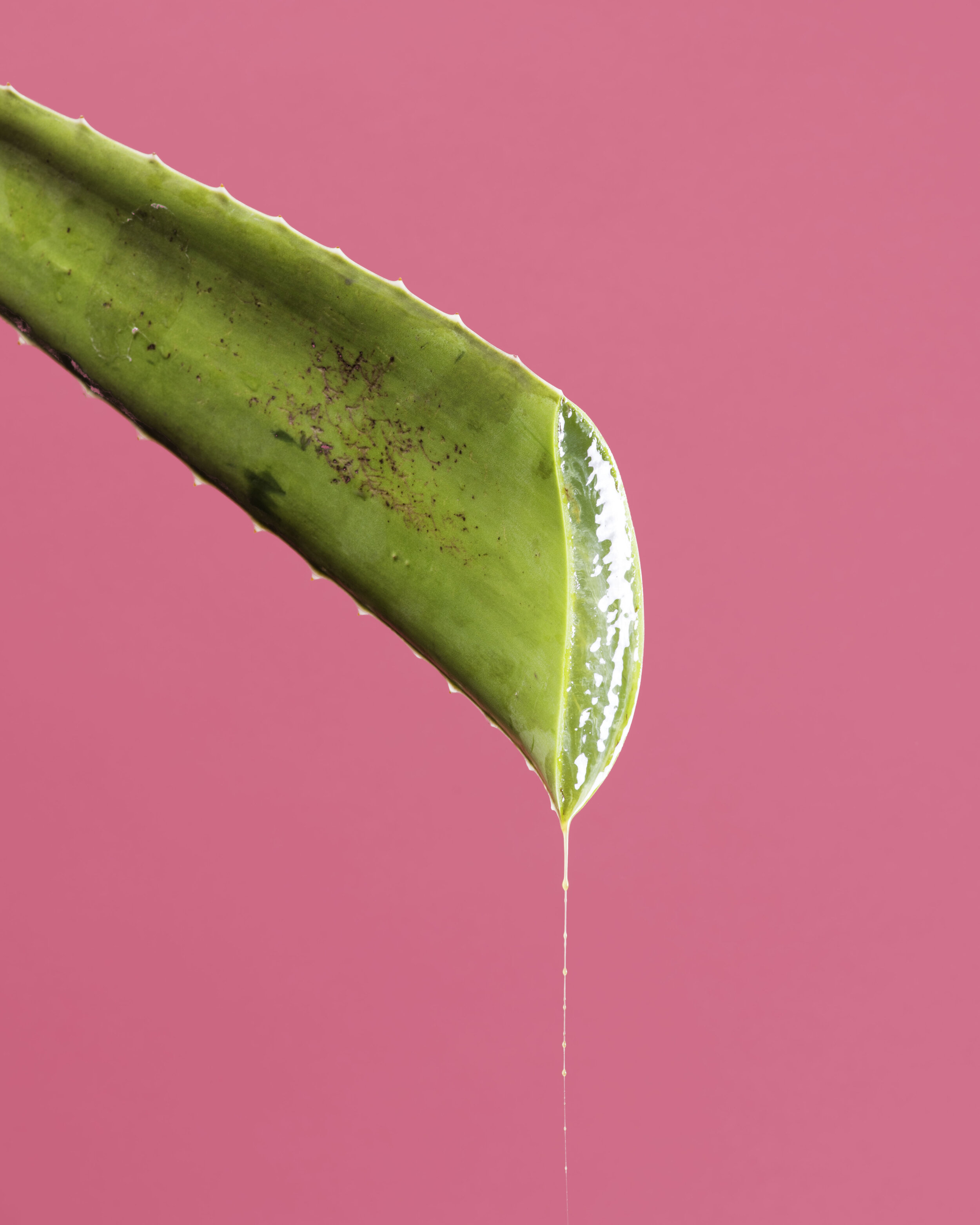 Aloe.jpg