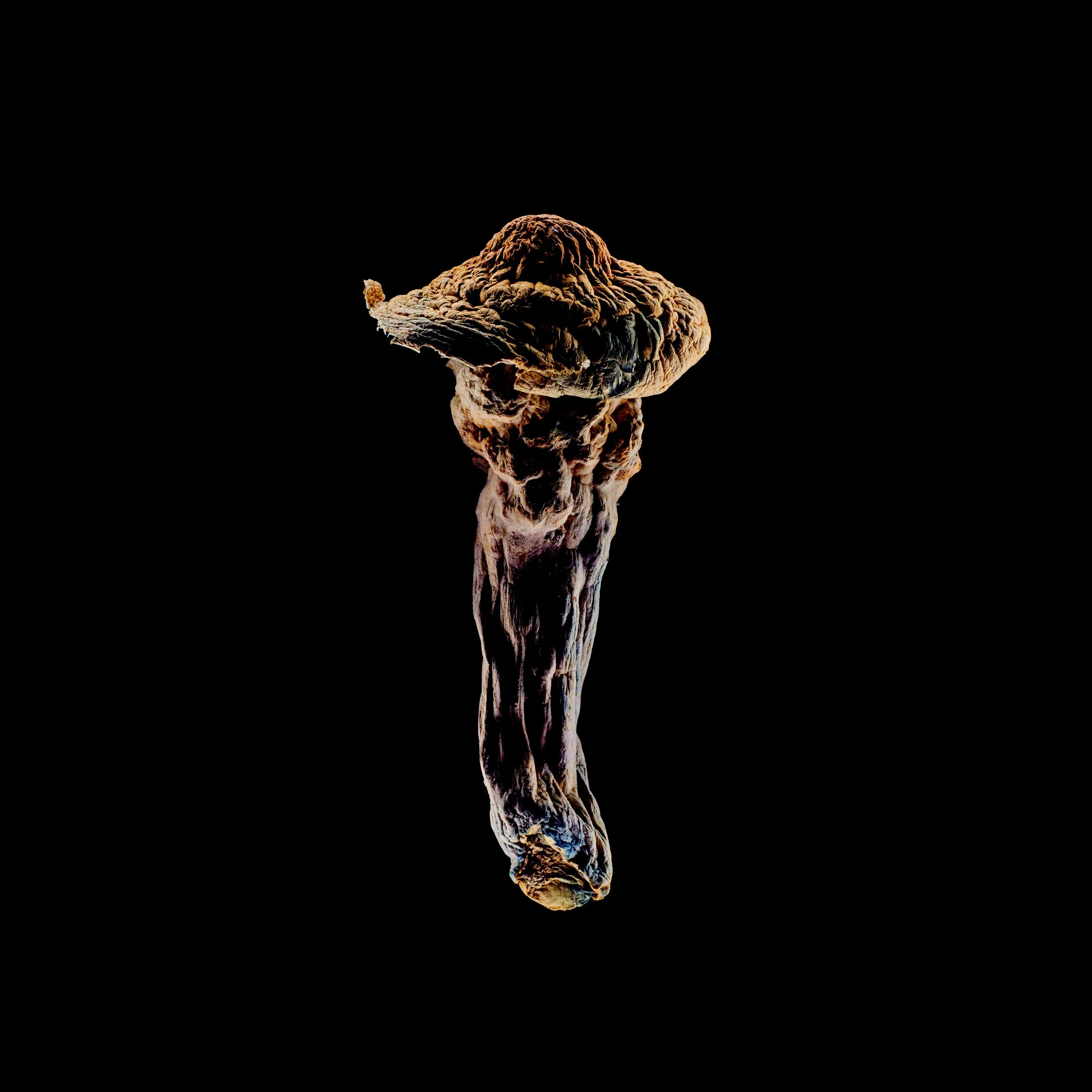 Copy of Mushies0255.jpg