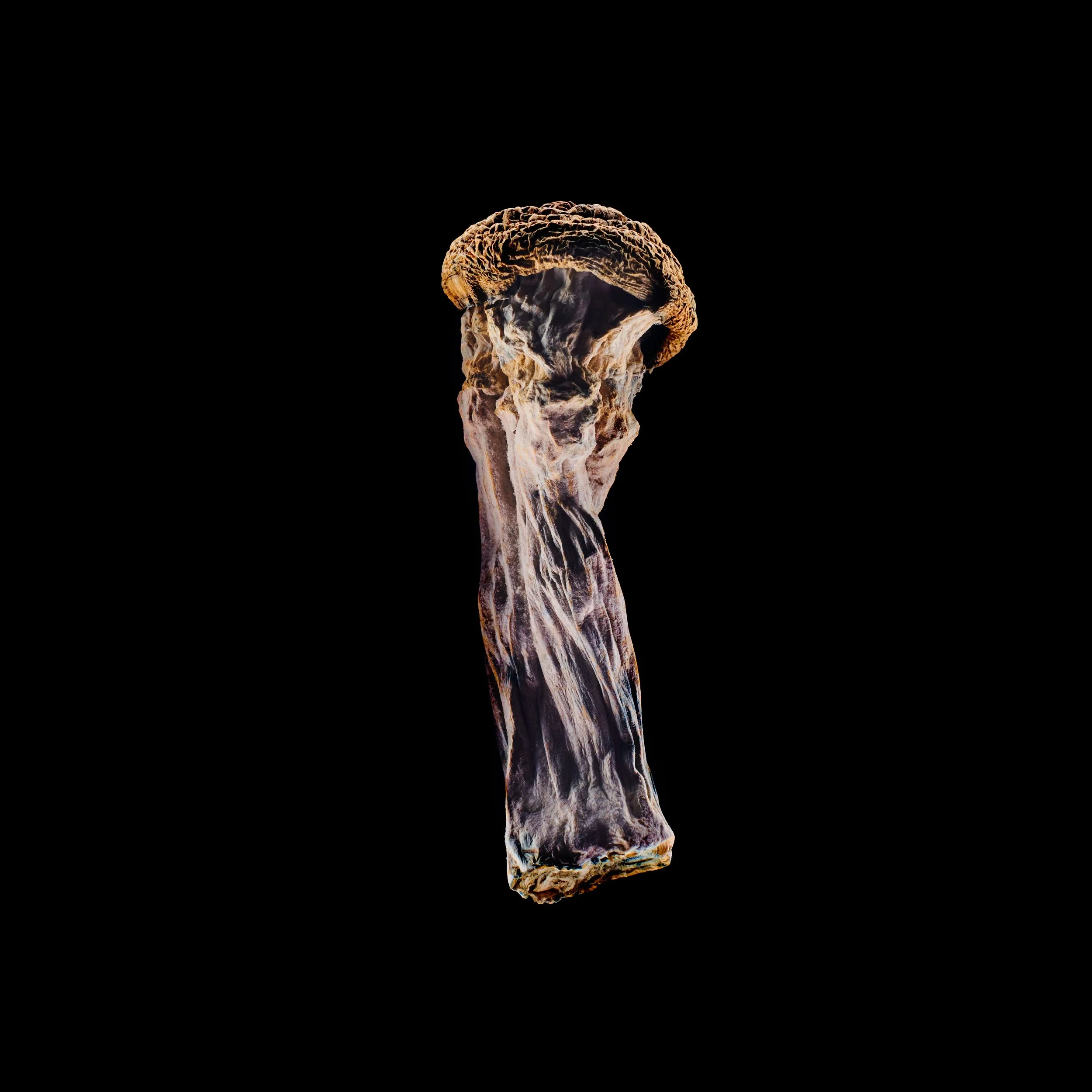 Copy of Mushies0256.jpg