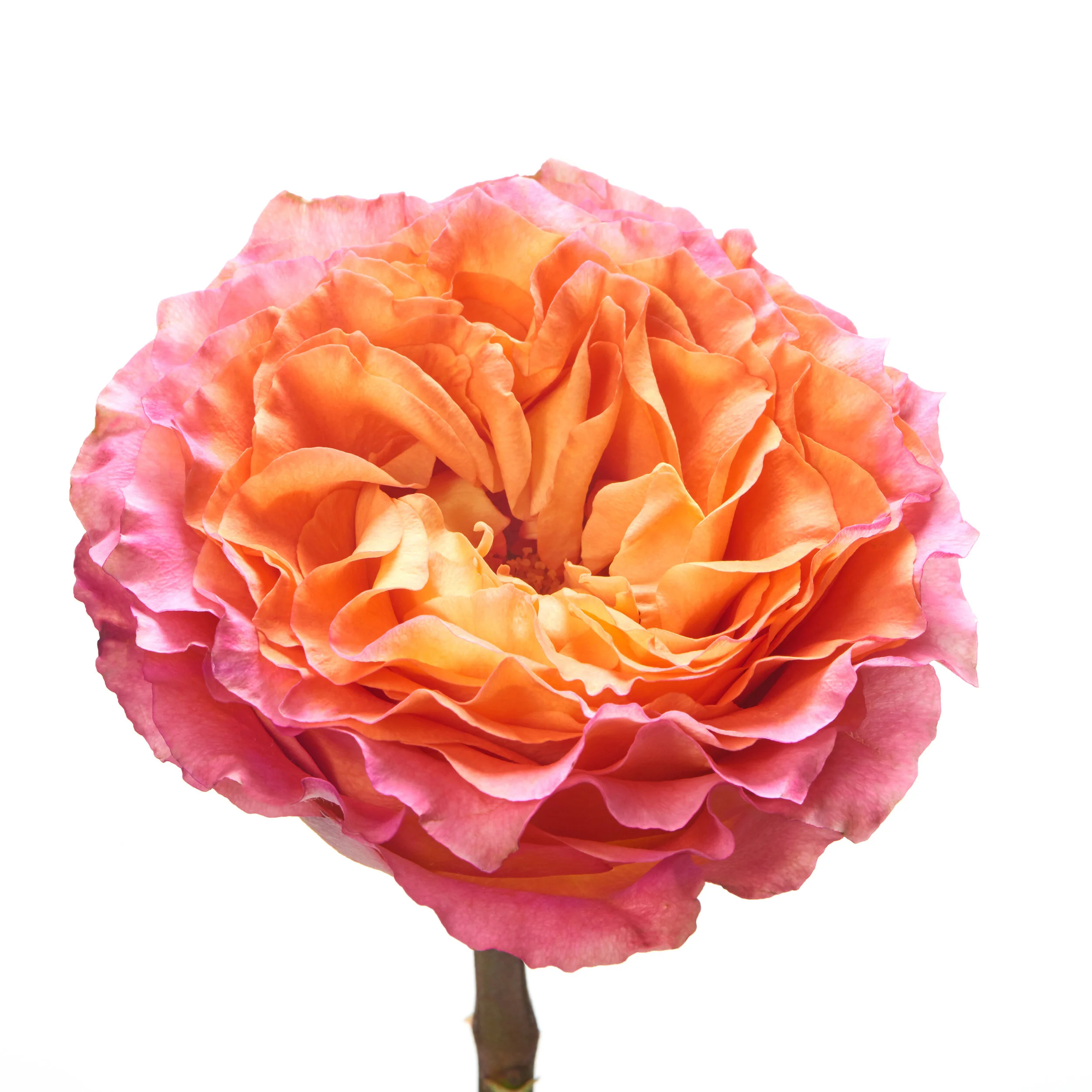 Free Spirit Rose.jpg