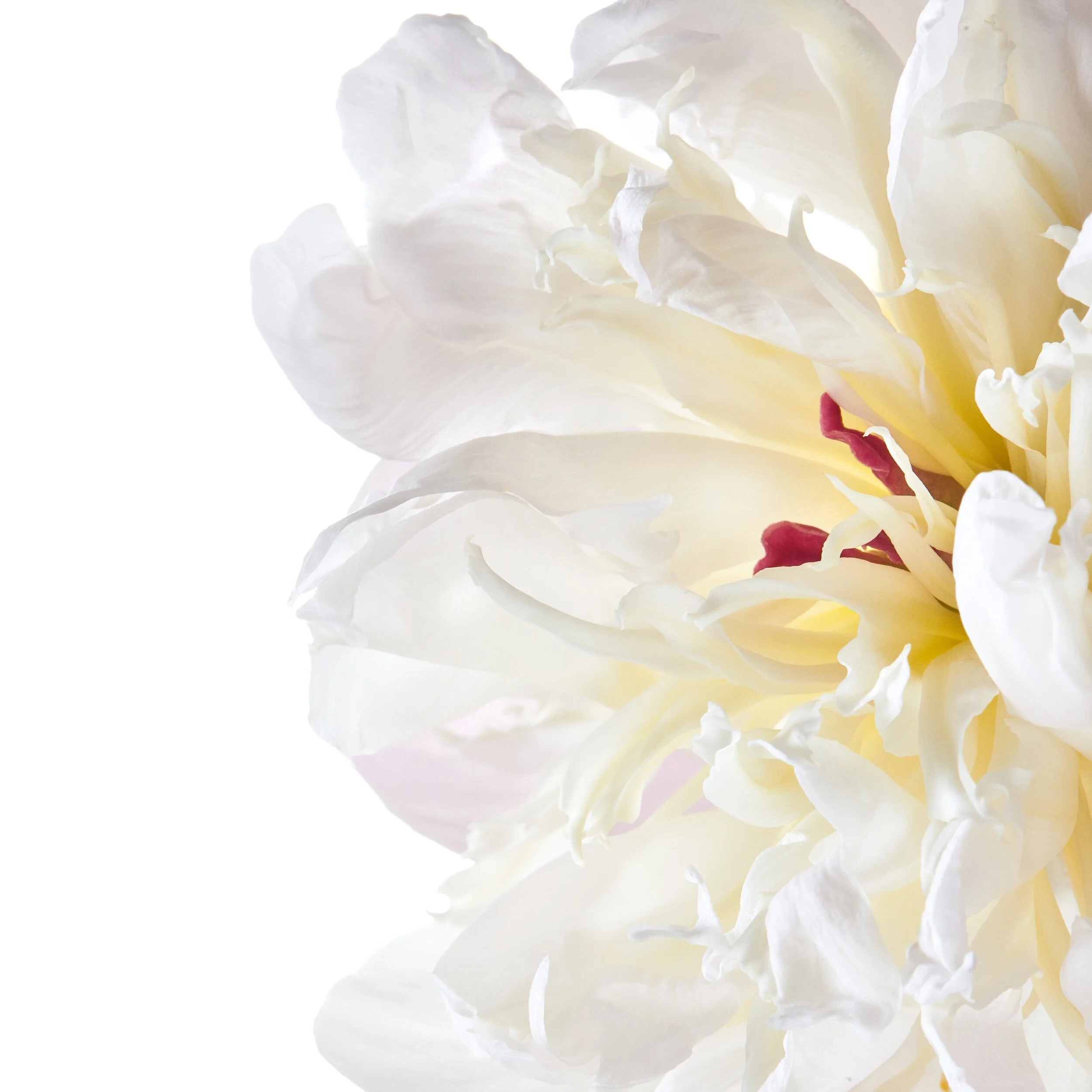 Peony.jpg