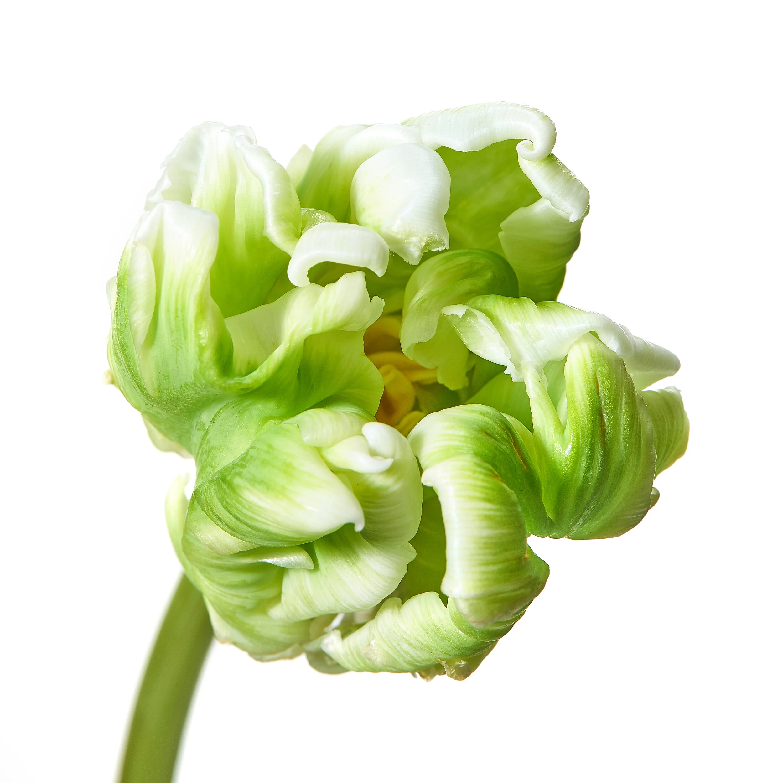 Tulip.jpg