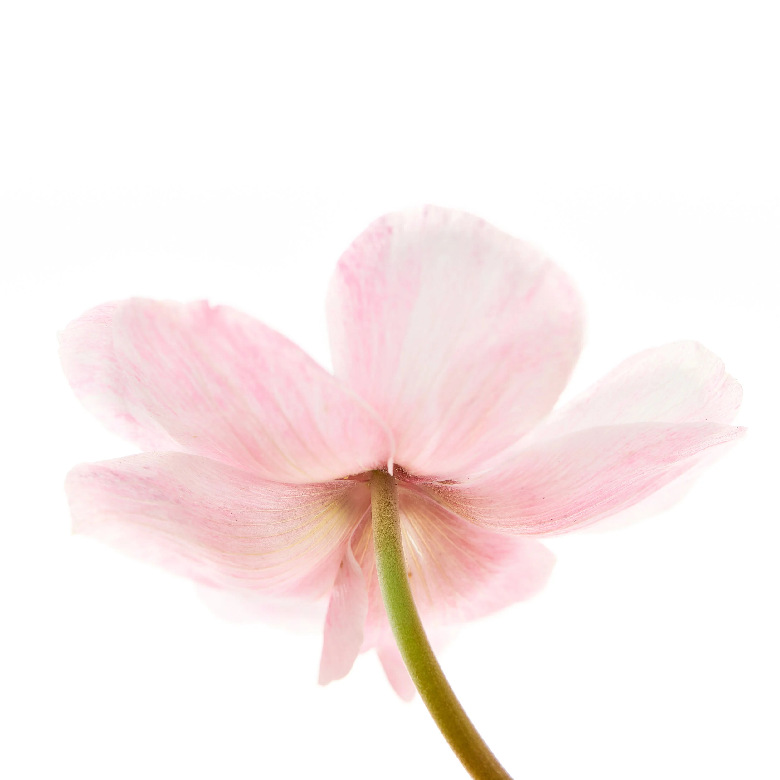 Noble's Flowers - 04-28-190039.jpg