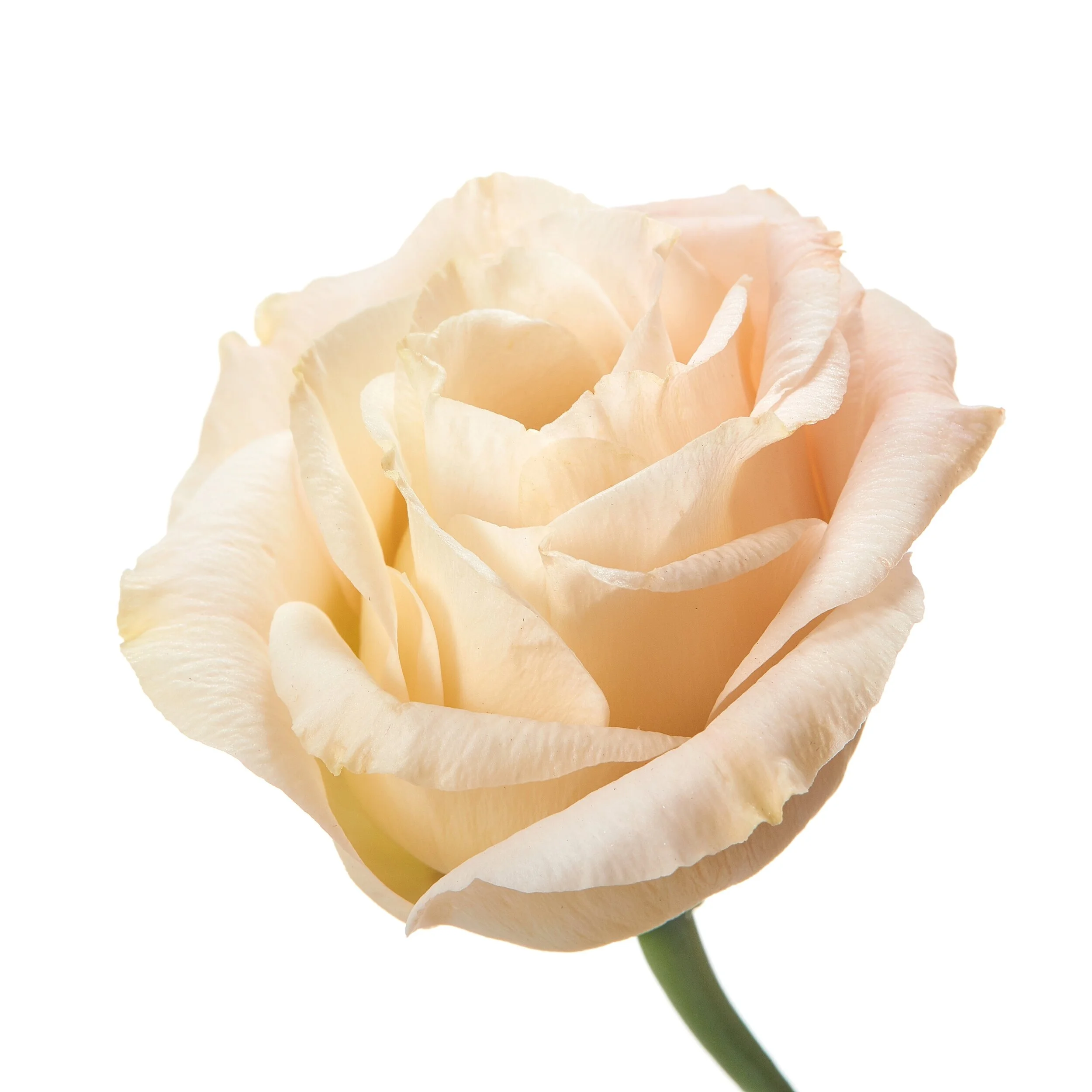 Blush+Rose.jpg
