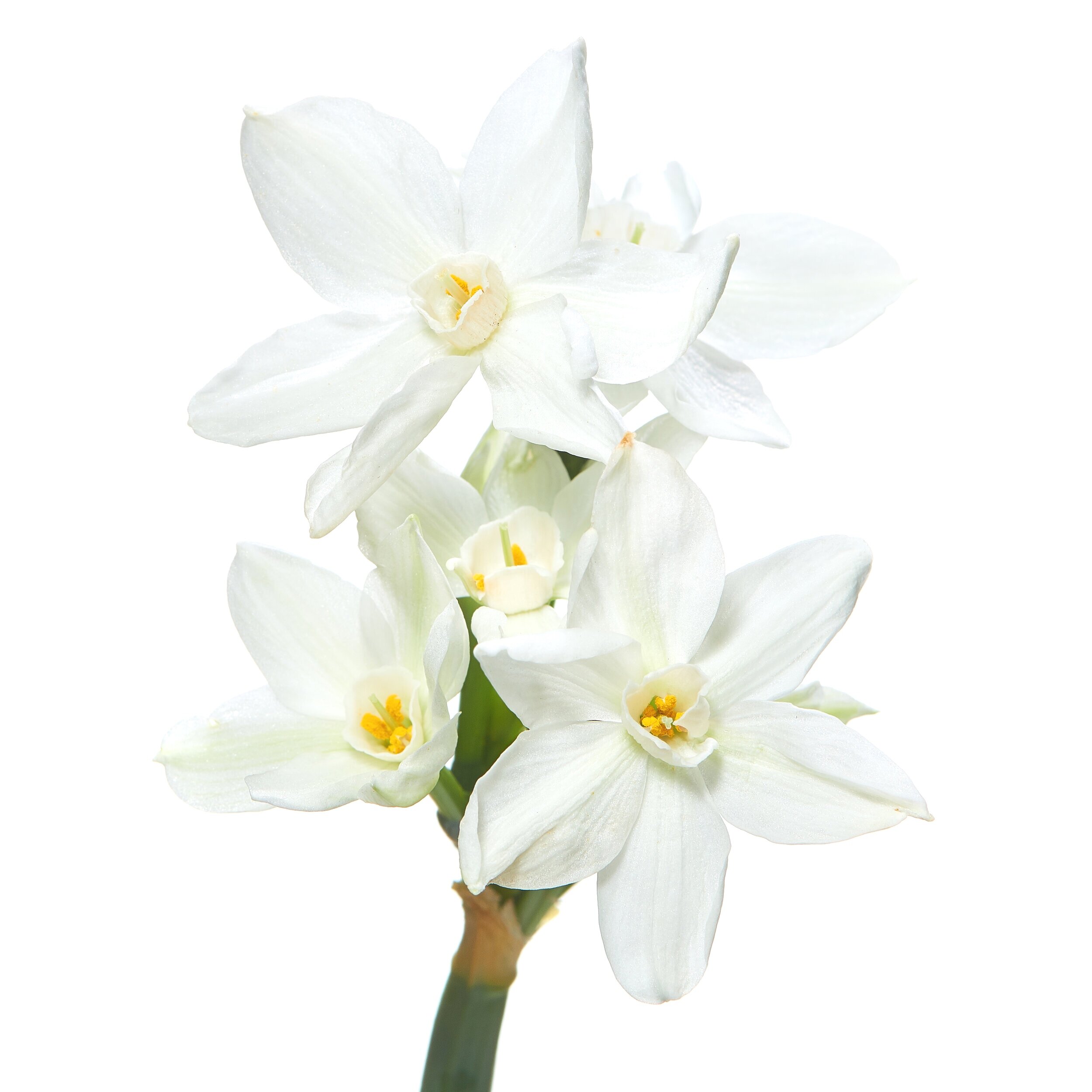White+Daffodil.jpg