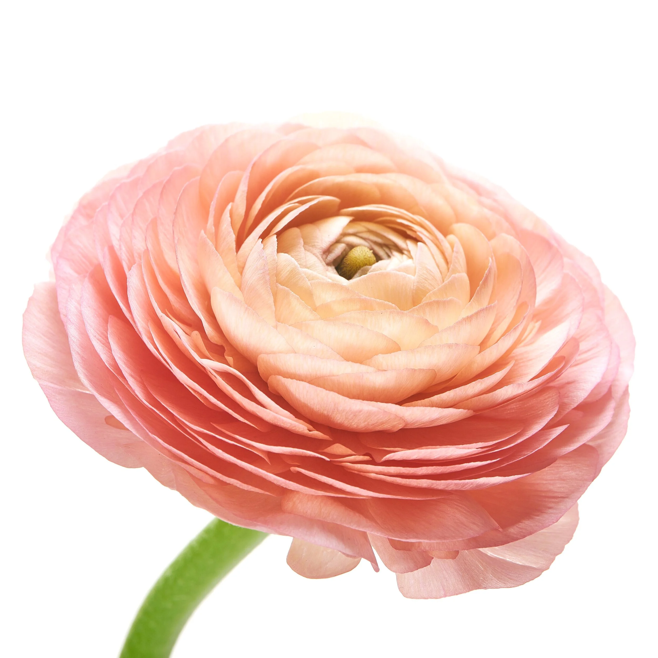 Ranunculus.jpg