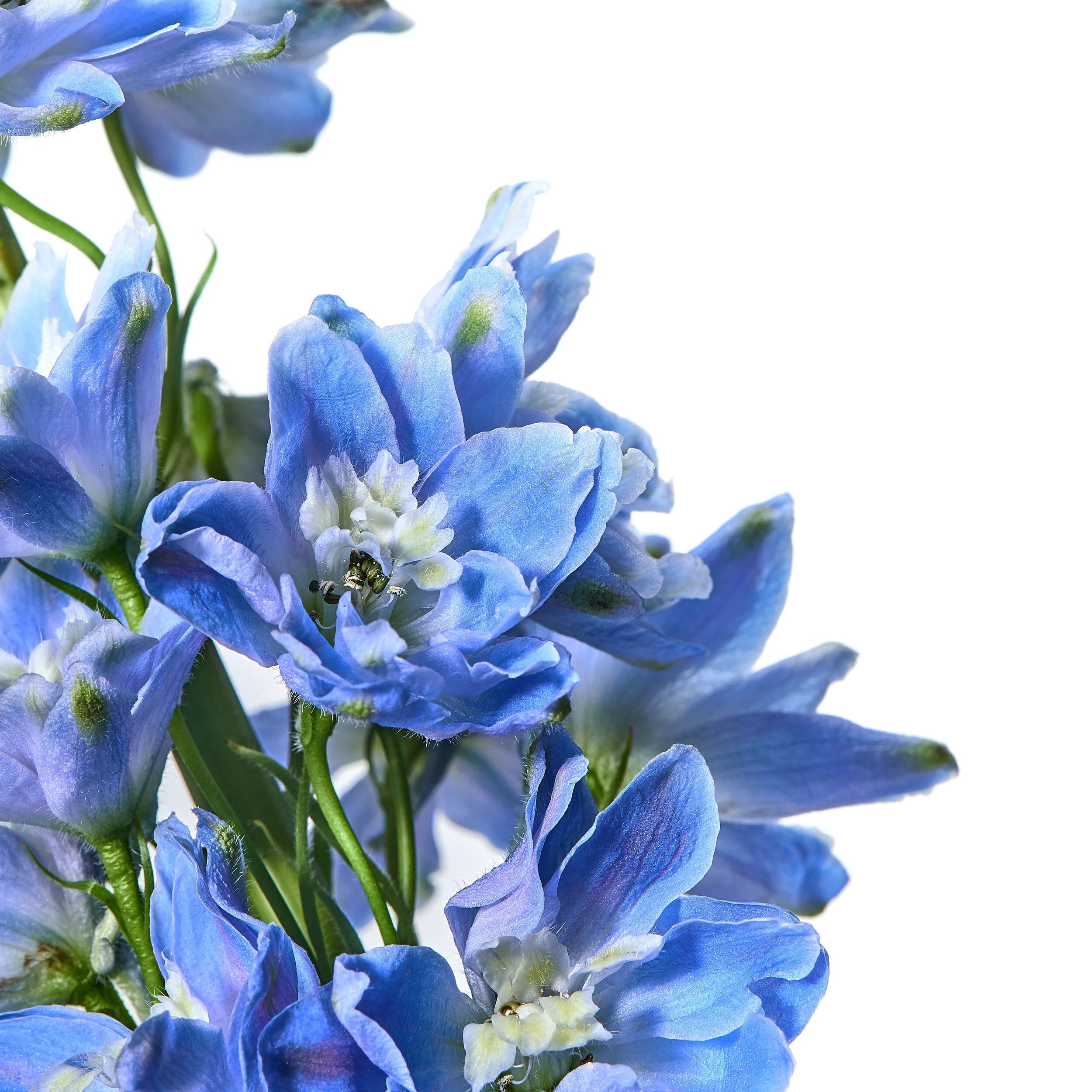Delphinum.jpg