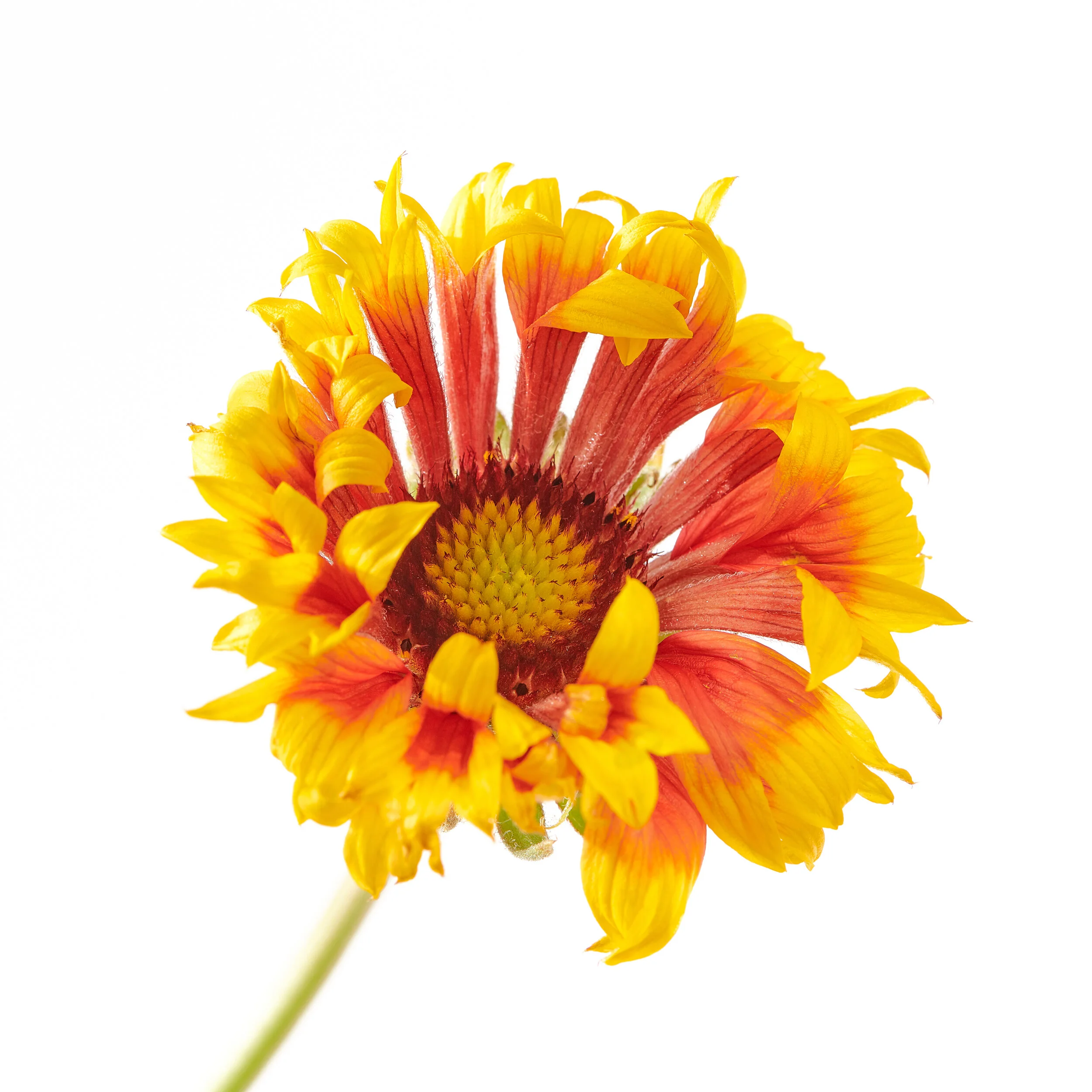 Noble's Flowers - 04-28-190065.jpg