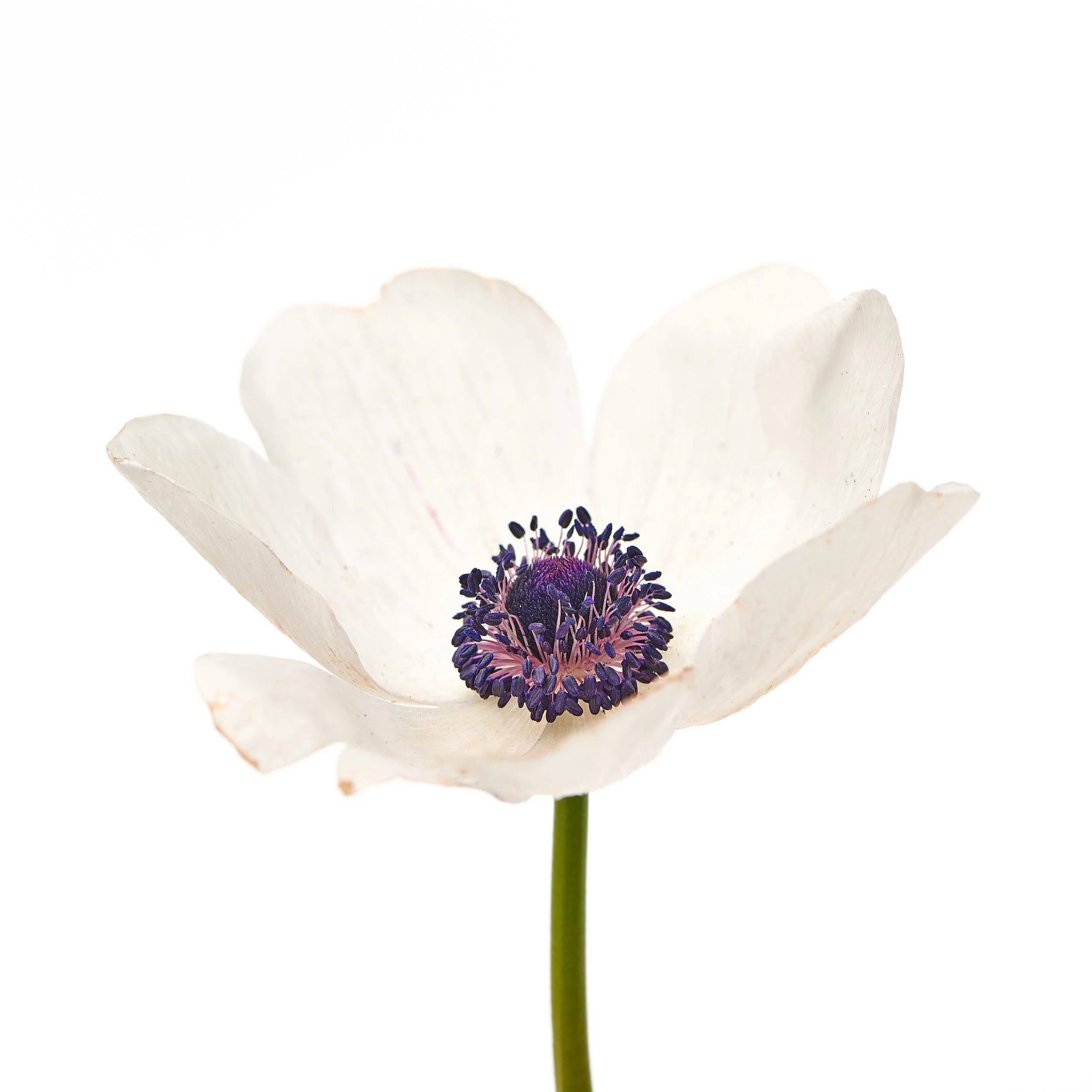 Noble's Flowers - 04-28-190028 copy.jpg