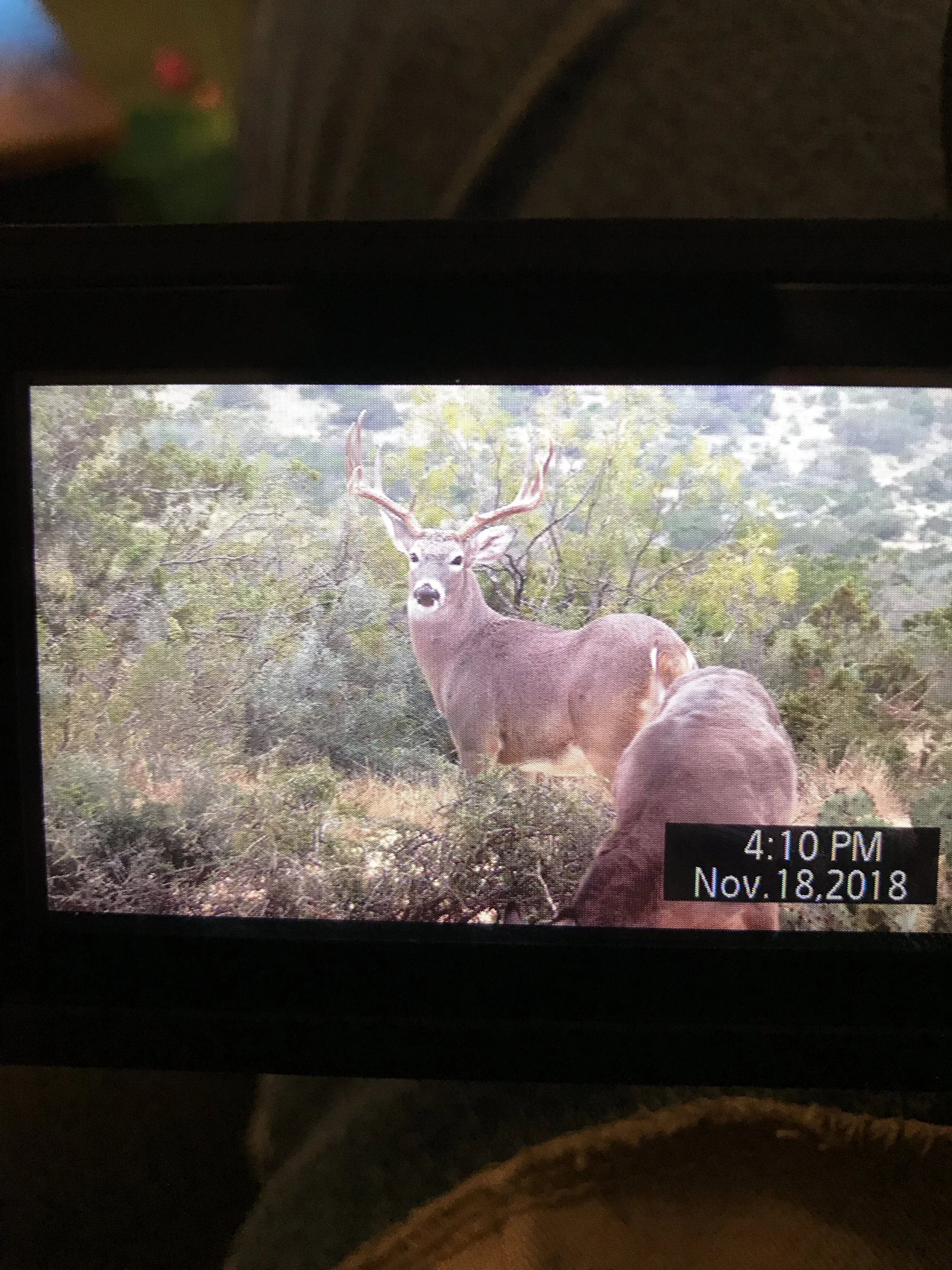 A digital camera photo shows a buck deer with large antlers standing in a wooded area, with two humans in the foreground observing it. The photo is timestamped at 4:10 PM on November 18, 2018.