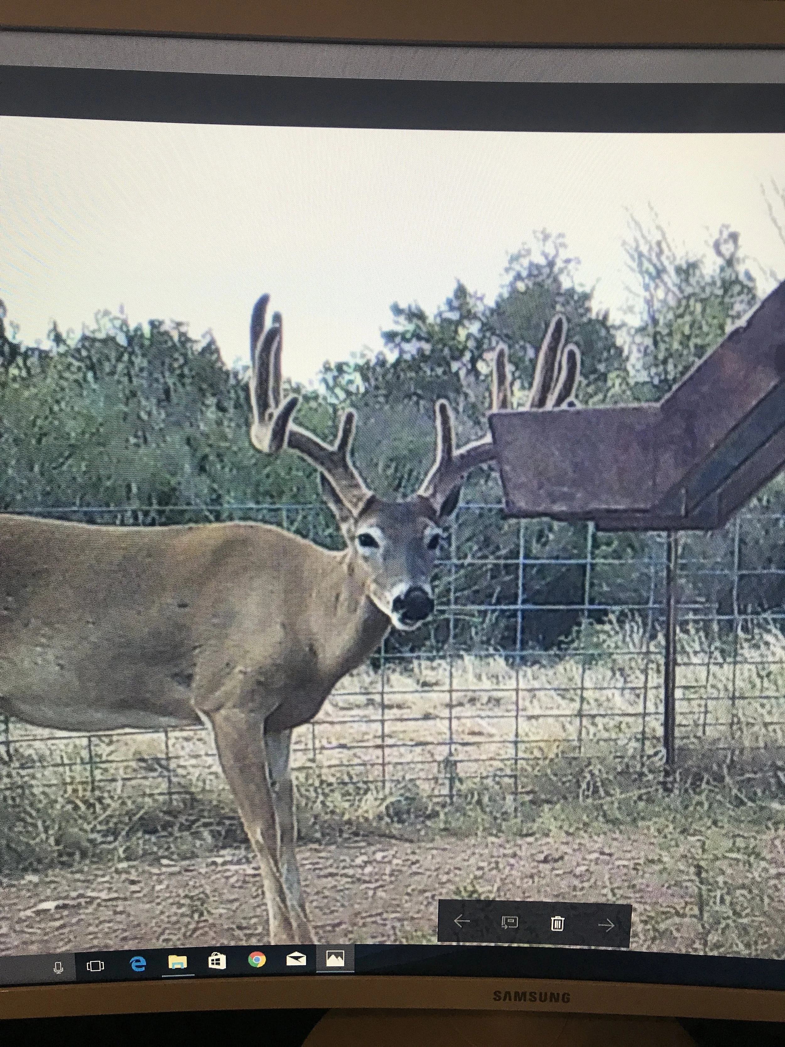A deer with large antlers standing in front of a chain-link fence, with trees in the background and a building on the right side.