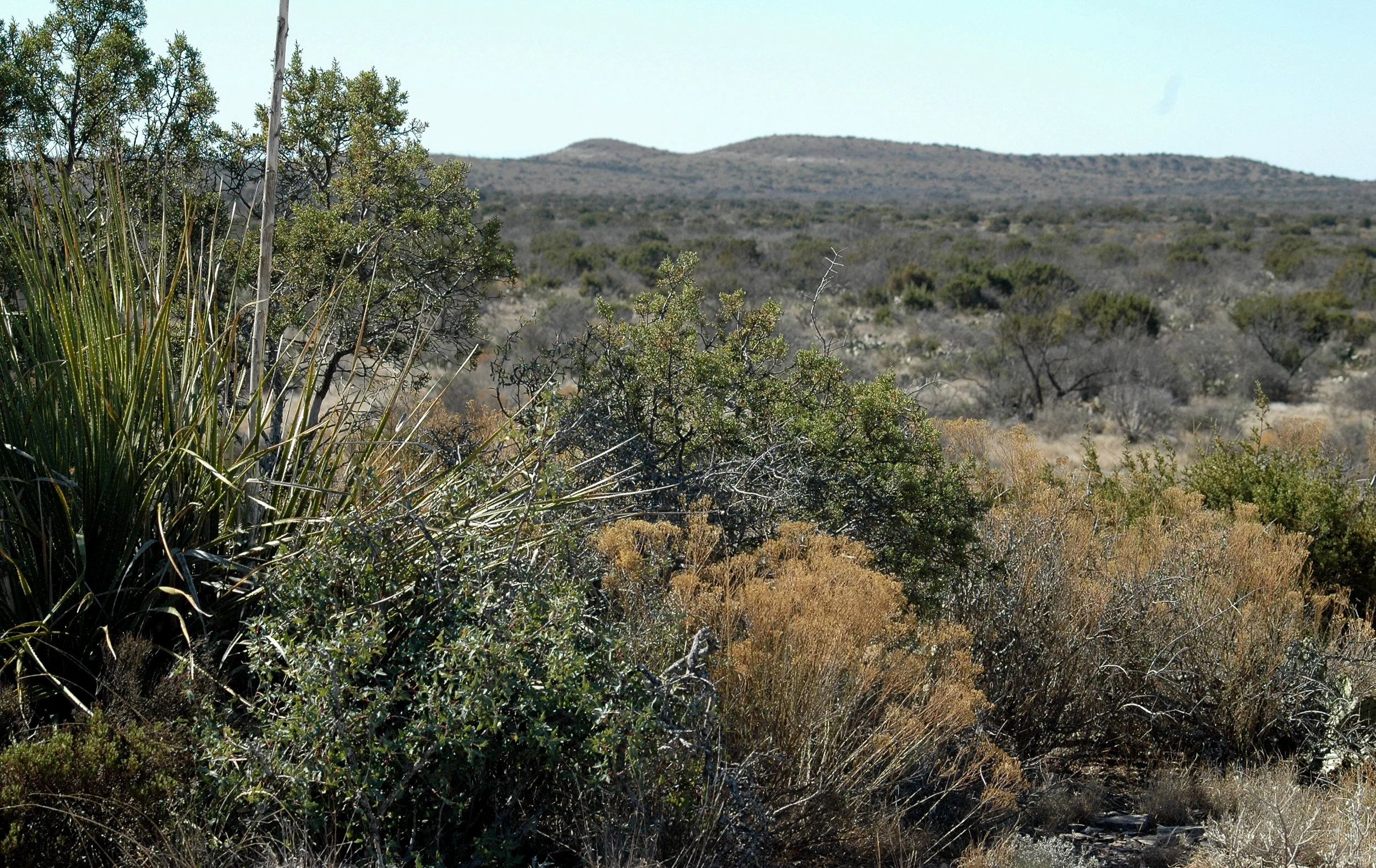 A dry desert landscape with sparse green and brown bushes and grasses, distant hills, and a clear sky.