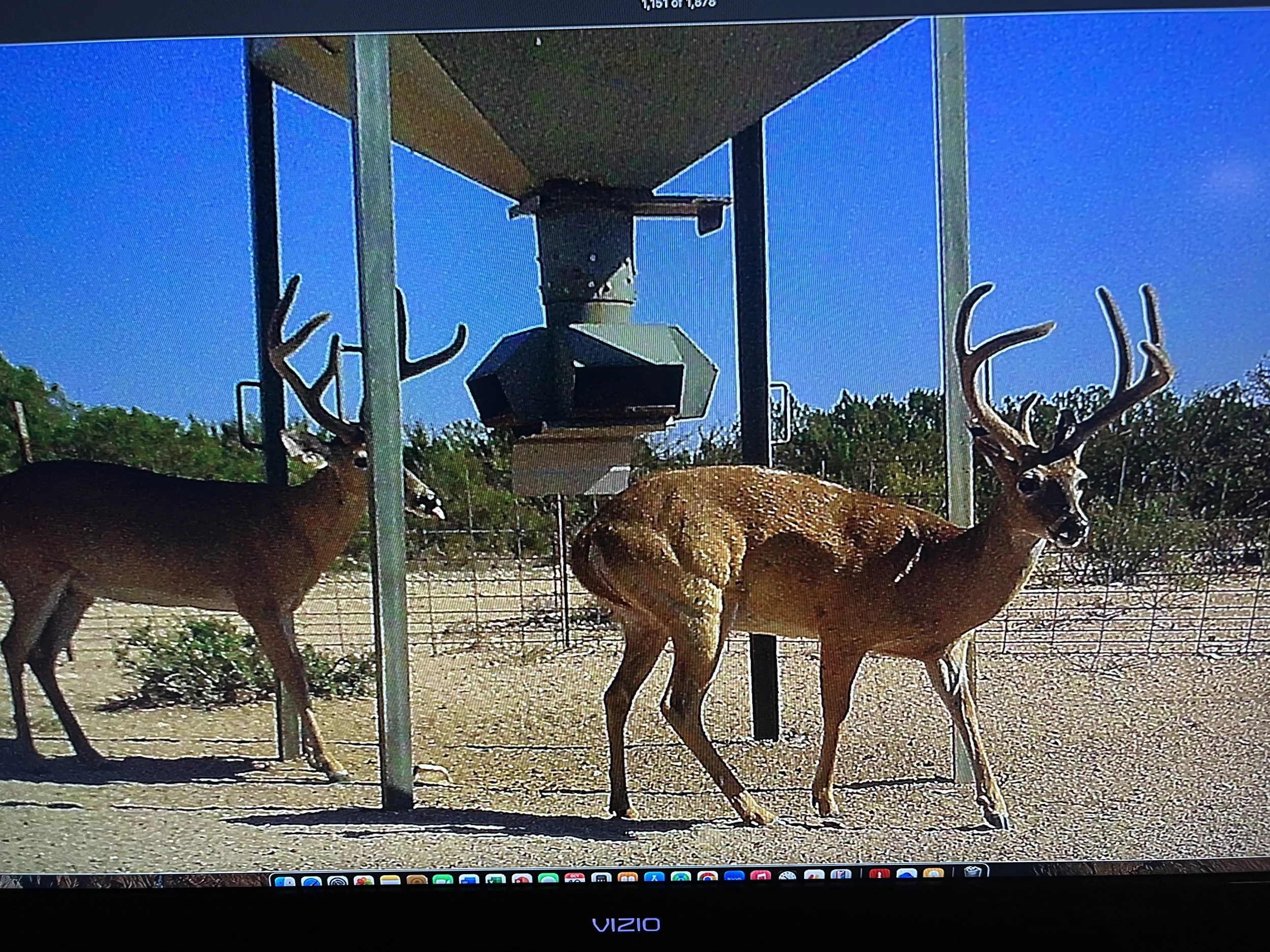 Computer screen showing a photo of deer inside a fenced enclosure with a bird feeder hanging above the deer and trees in the background.