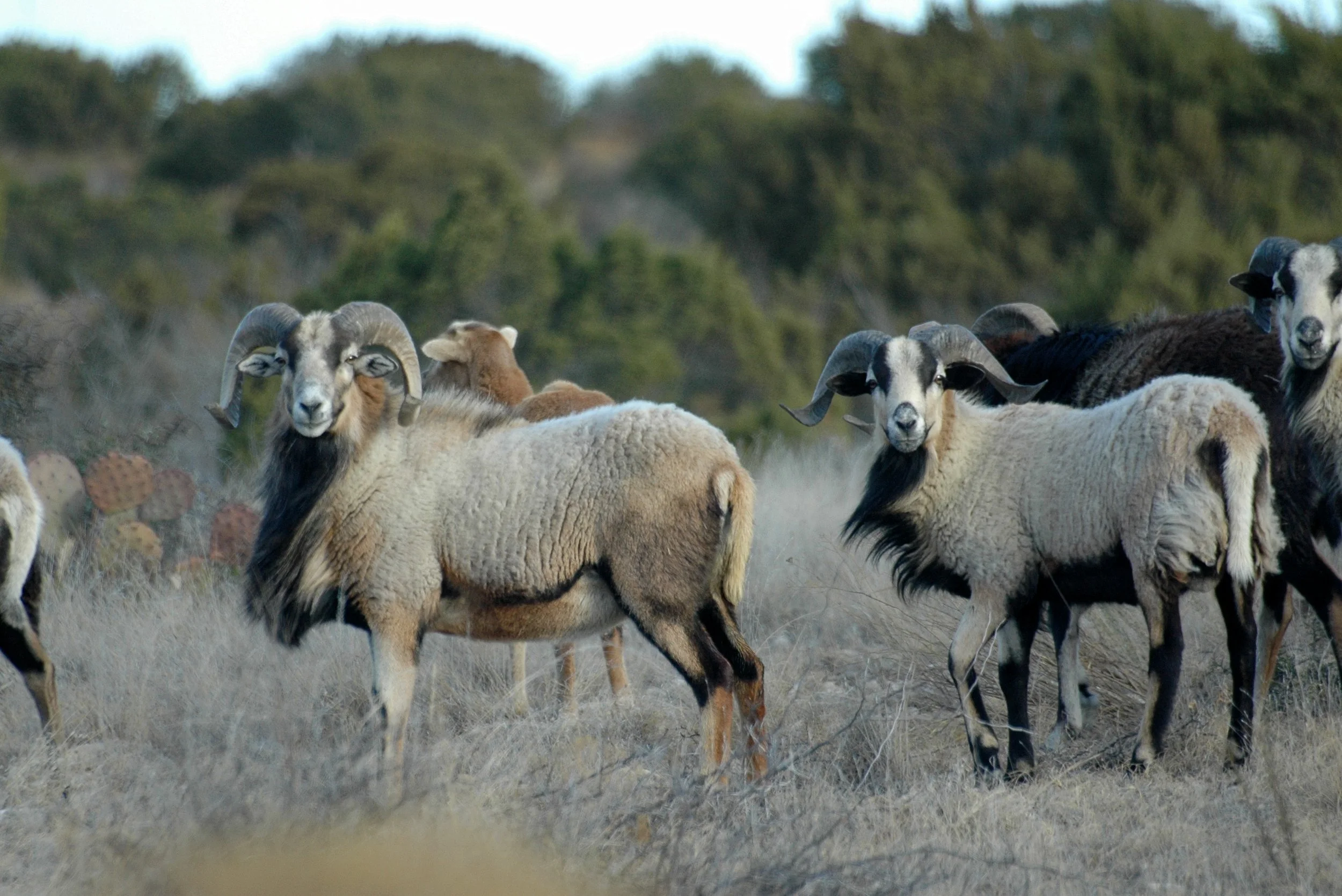 A hillside landscape with a herd of sheep and goats, some with curled horns, grazing on dry grass and shrubs.
