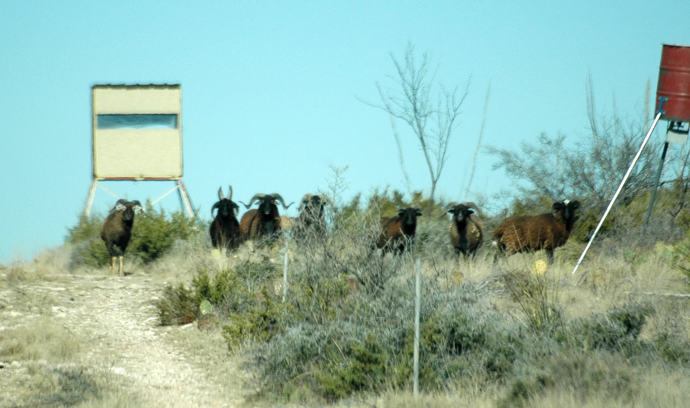 A group of six goats standing on a dry, grassy hillside with leafless trees in the background and two red and white wooden wildlife observation structures in the scene.