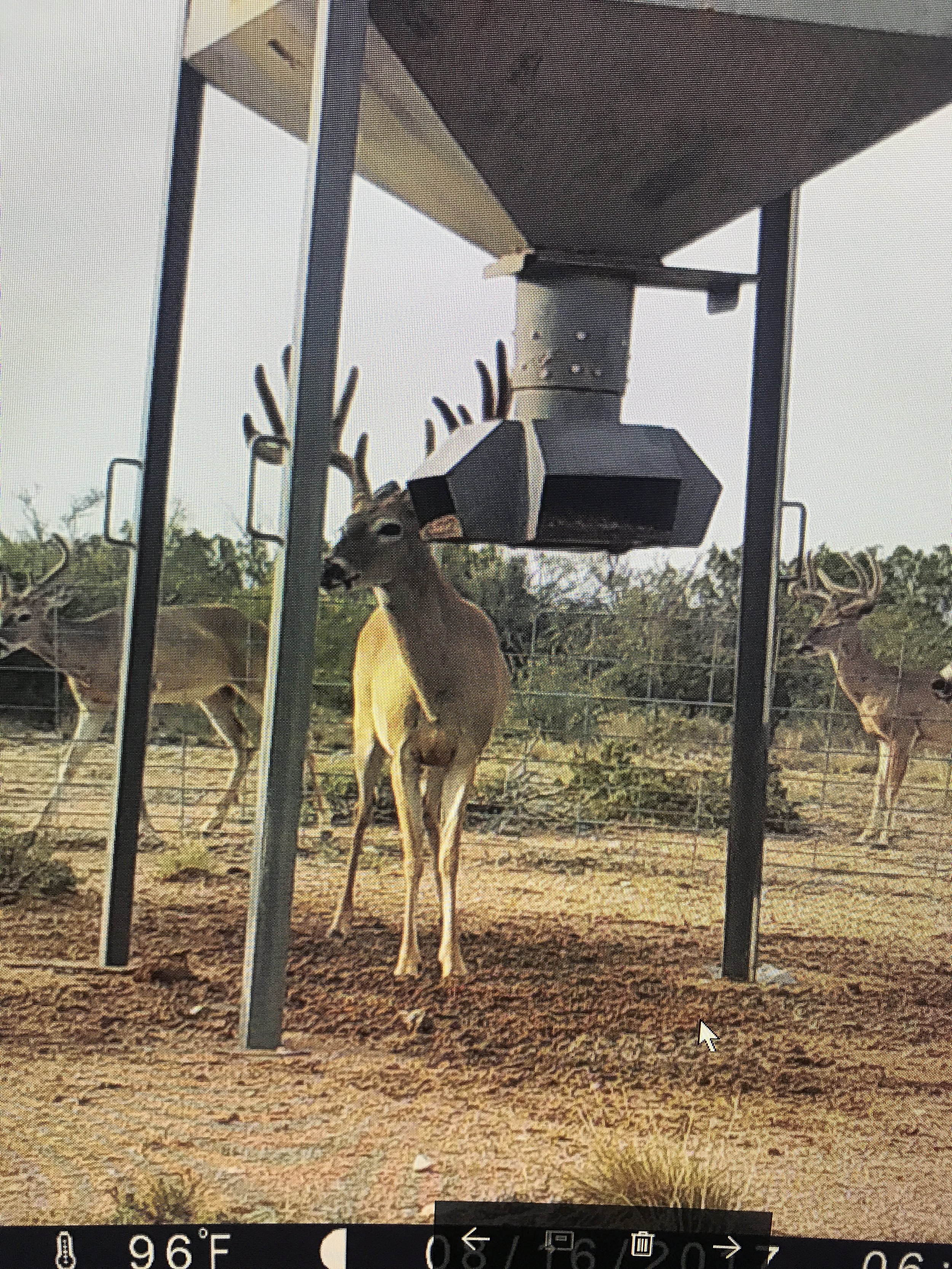 A digital photo taken outdoors showing a deer with antlers standing in front of a metal fence. Behind the deer, there are other deer, a large black feeding trough, and trees in the background. The ground is covered with dry leaves and sparse grass. T