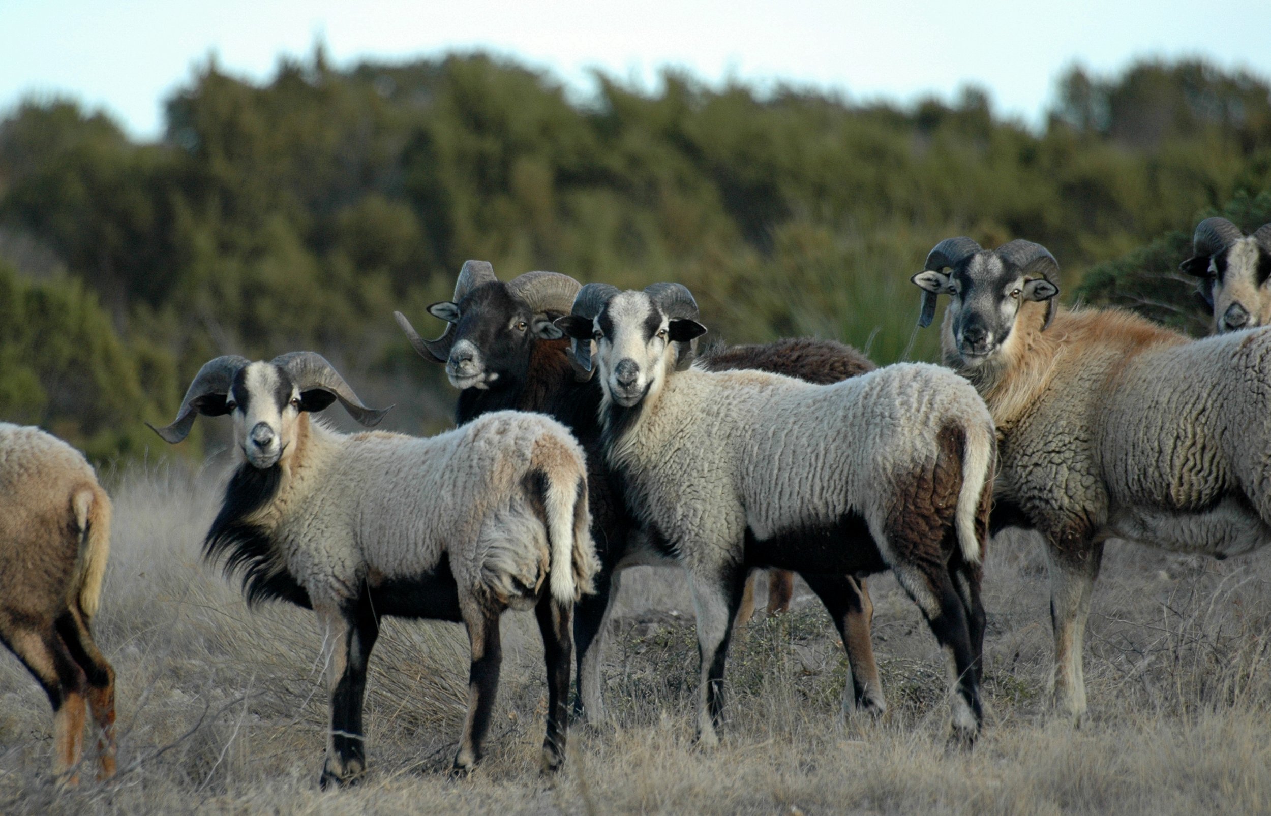 A group of sheep with black and white faces and curved horns standing in a grassy field with trees in the background.