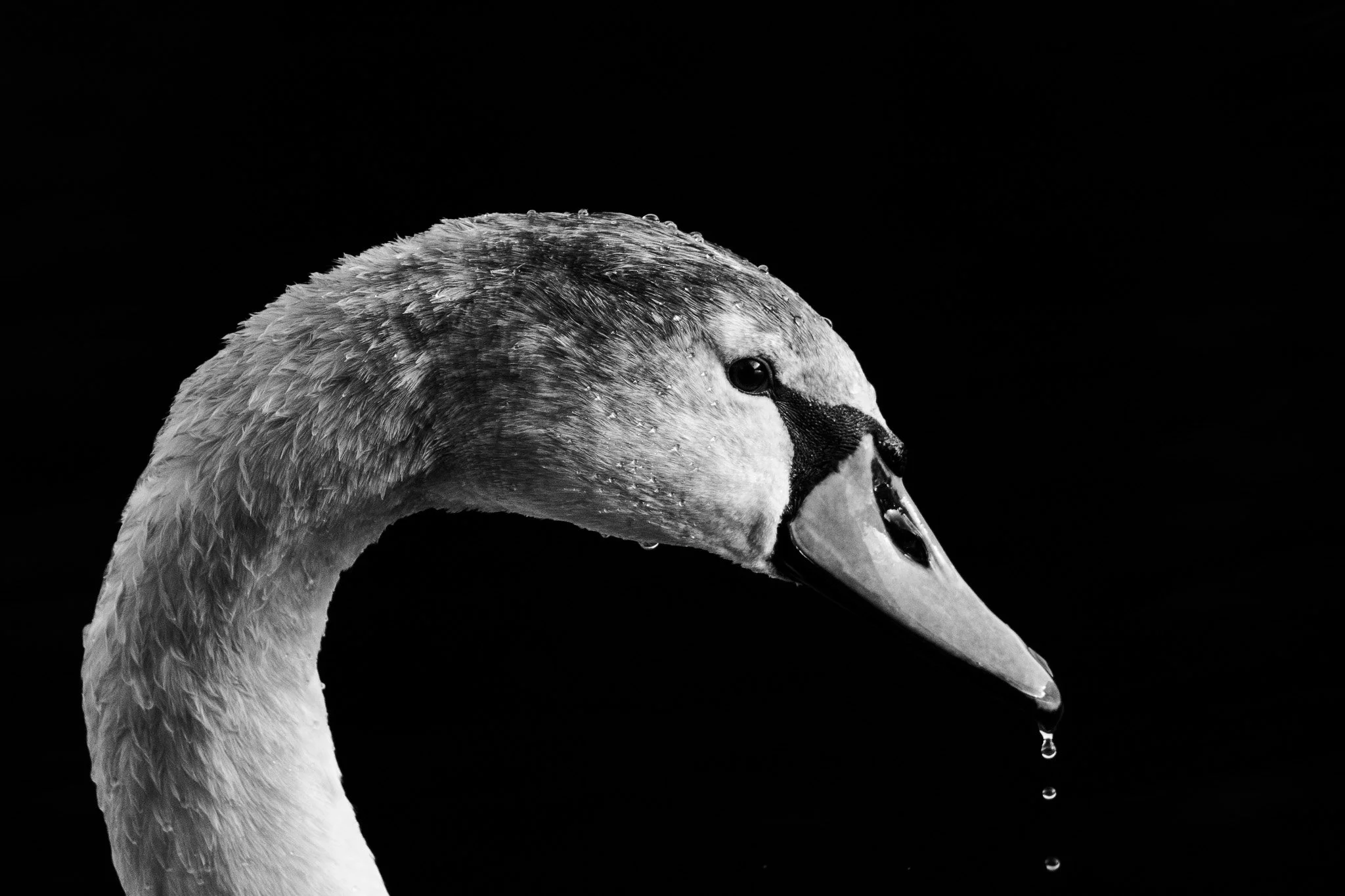 DSC_0166.jpg