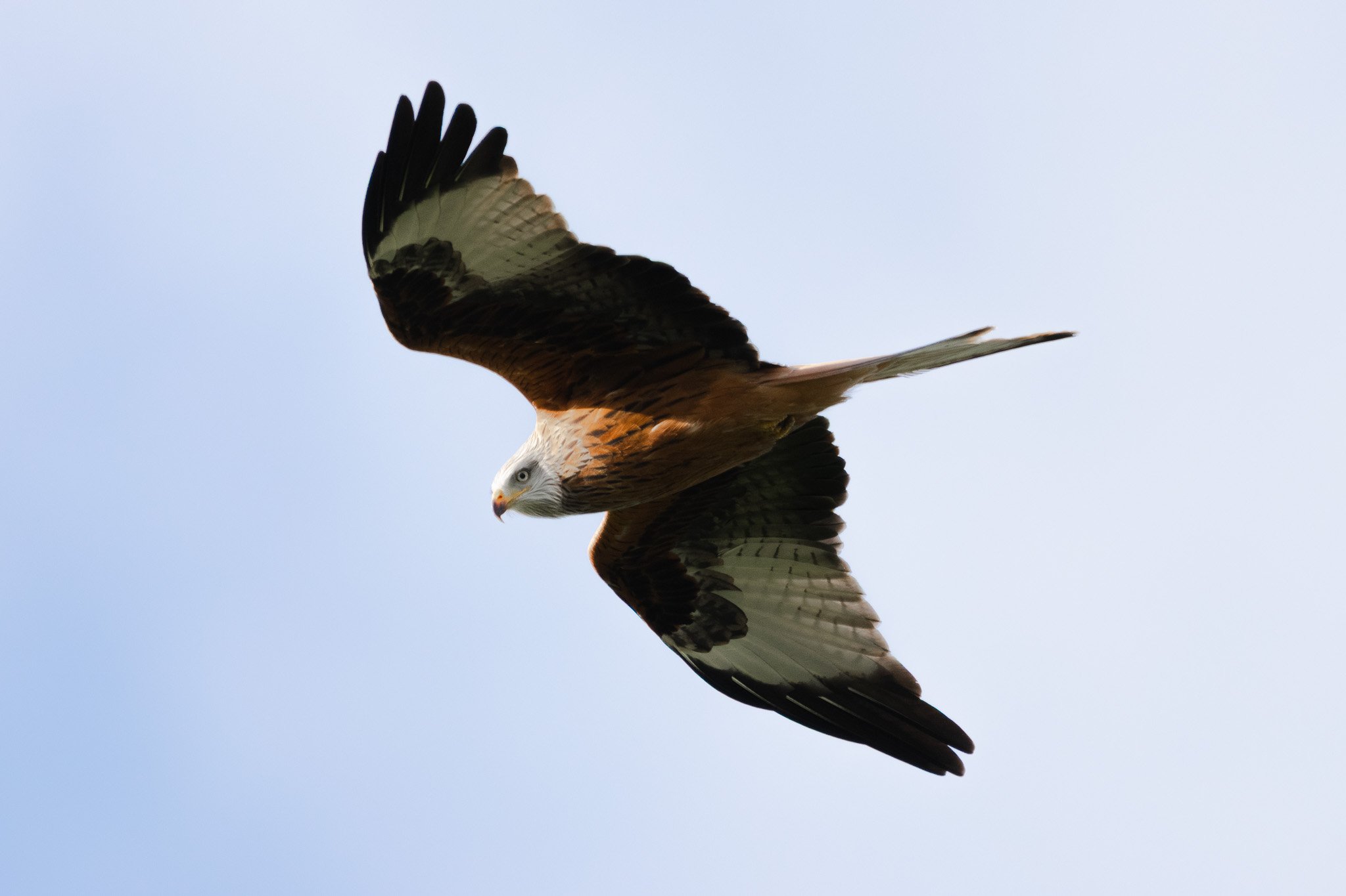 DSC_0231.jpg