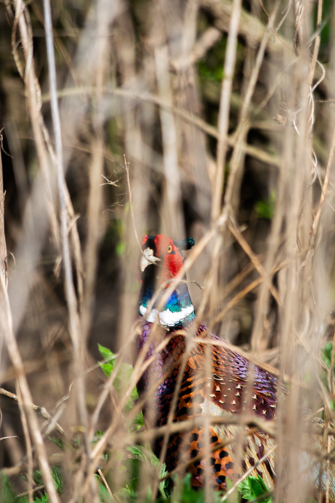 DSC_0122.jpg