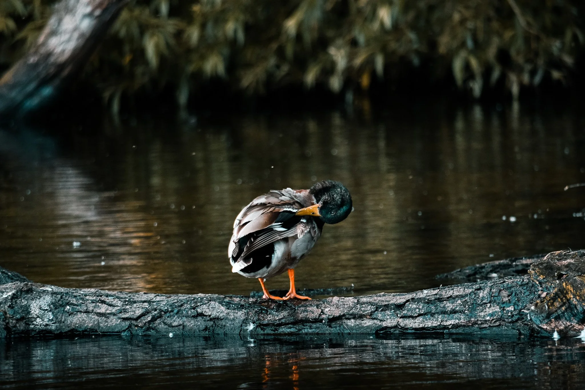 DSC_0403 (1).jpg