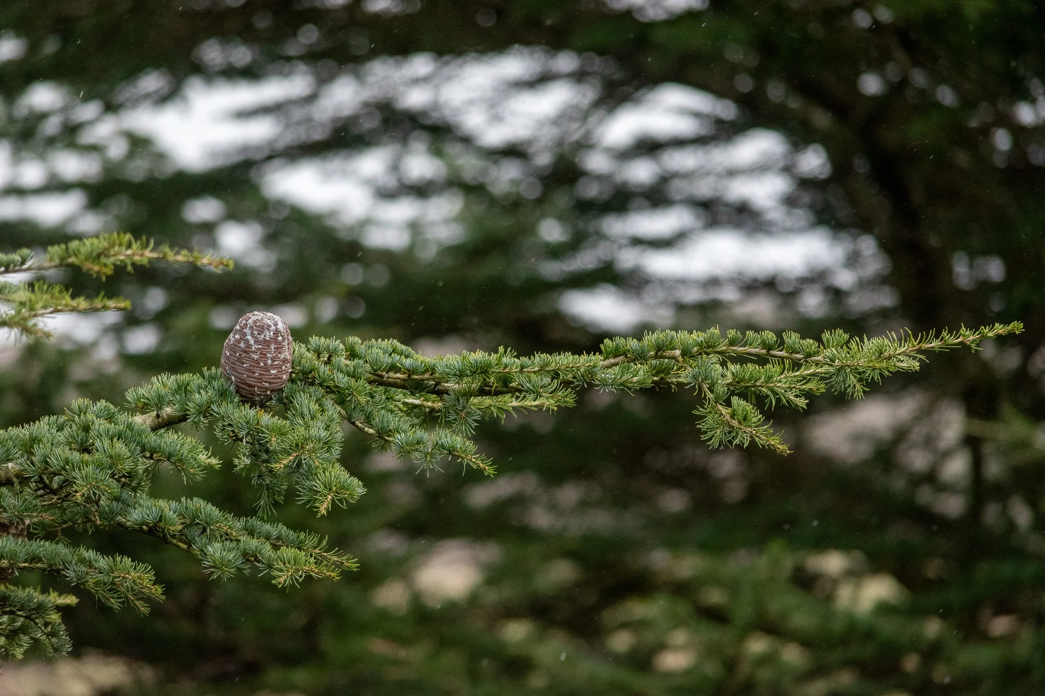 DSC_0274.jpg