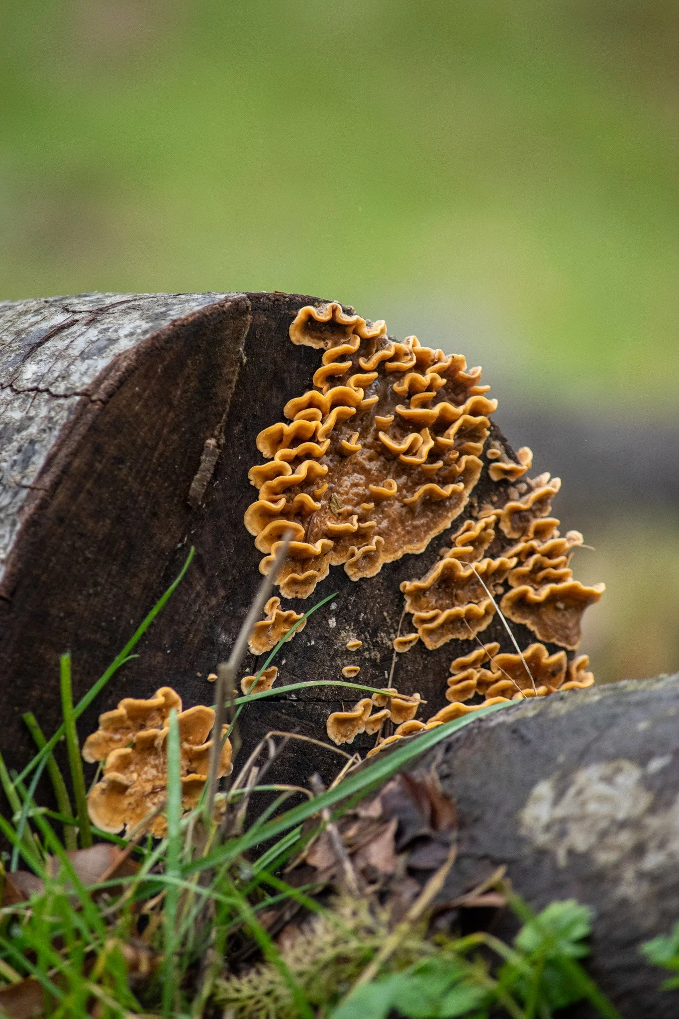 DSC_0264.jpg
