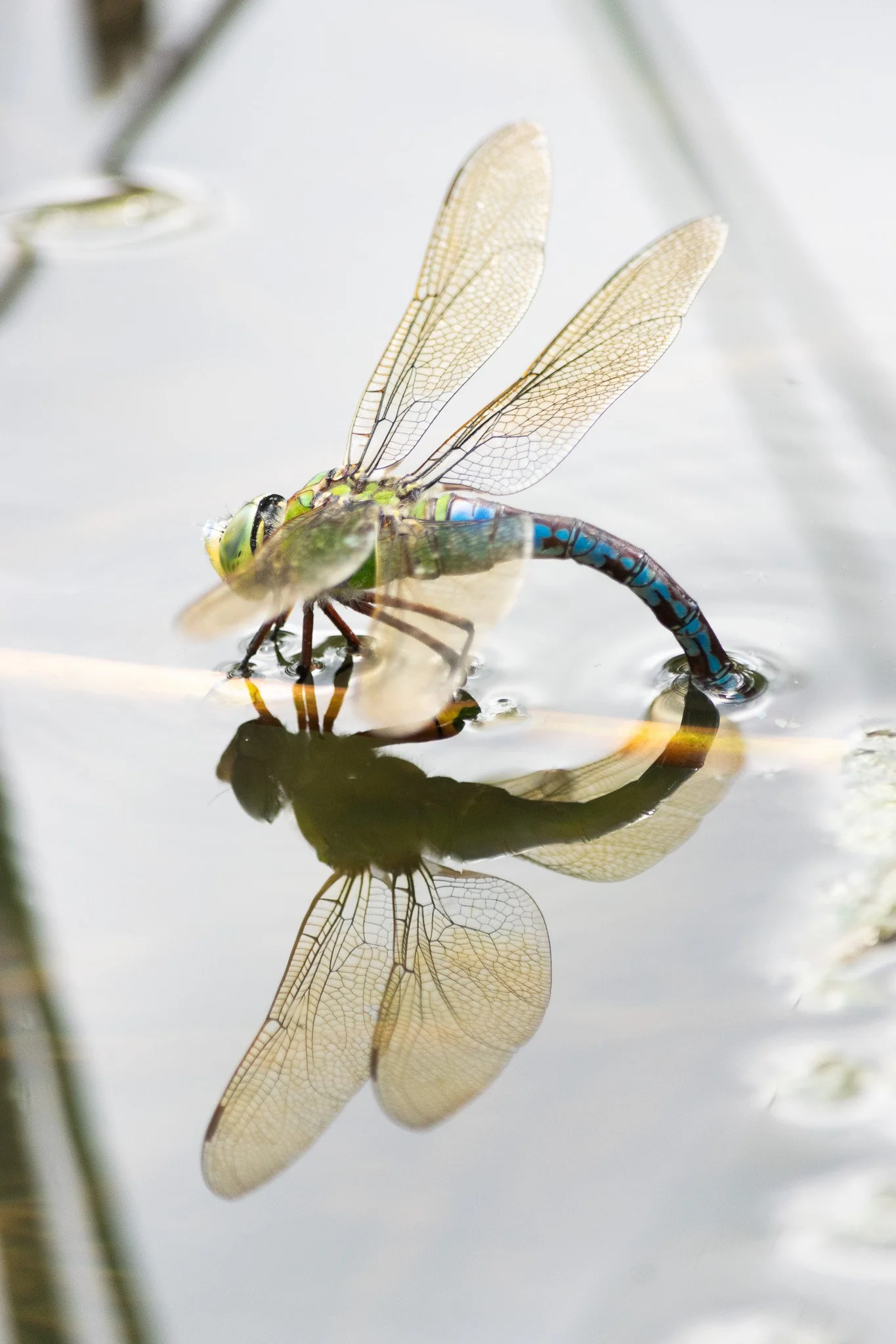 DSC_0459.jpg
