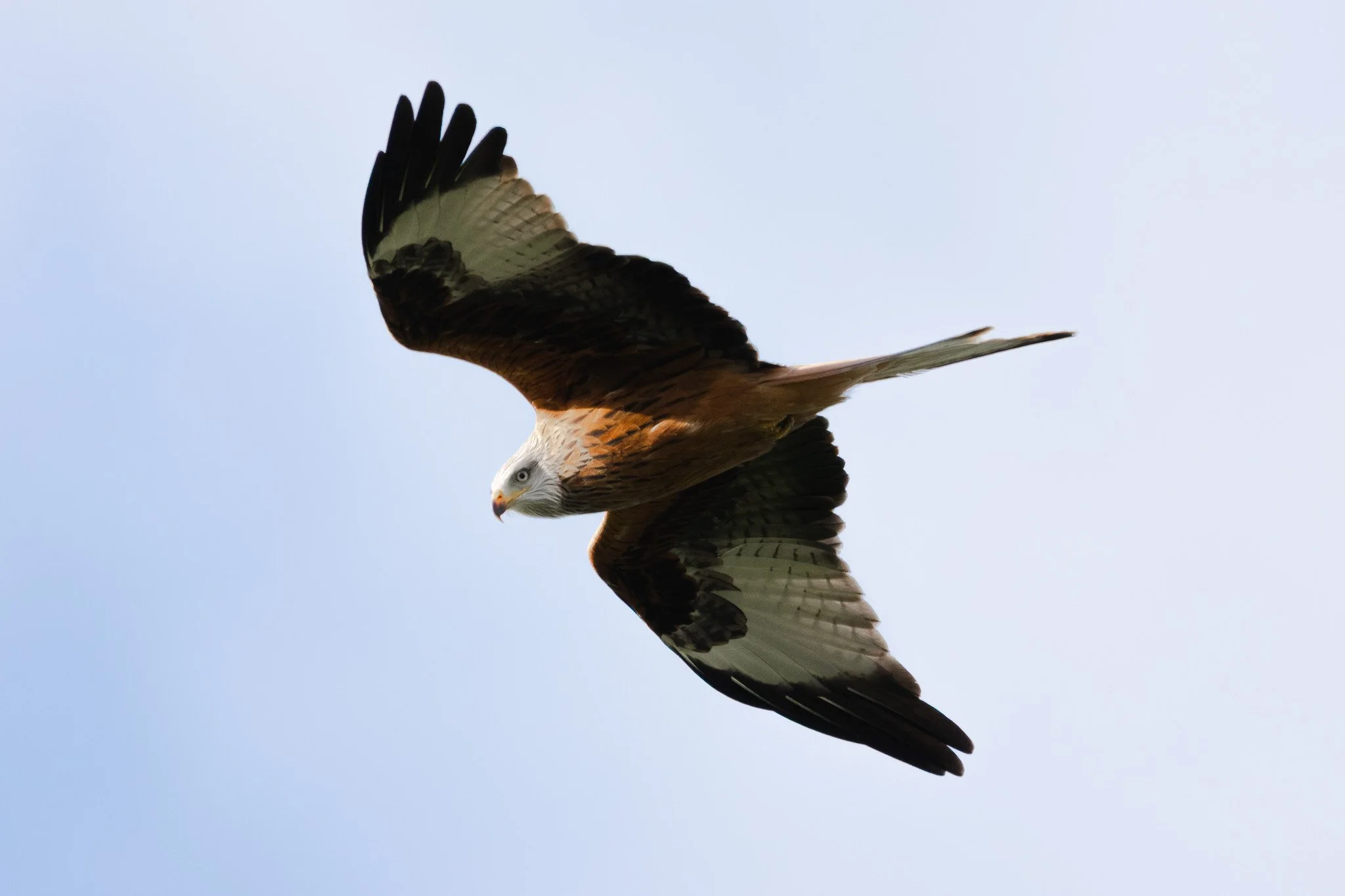 DSC_0231.jpg