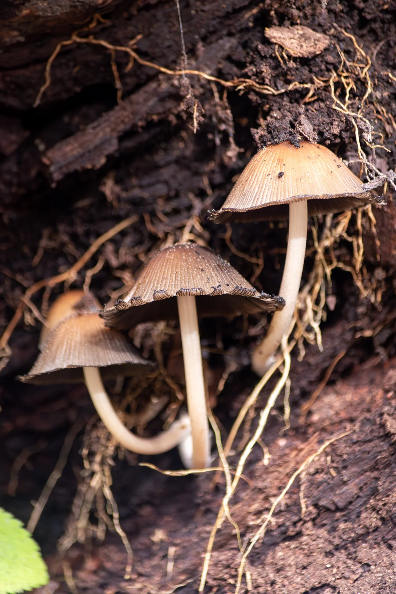 DSC_0067.jpg