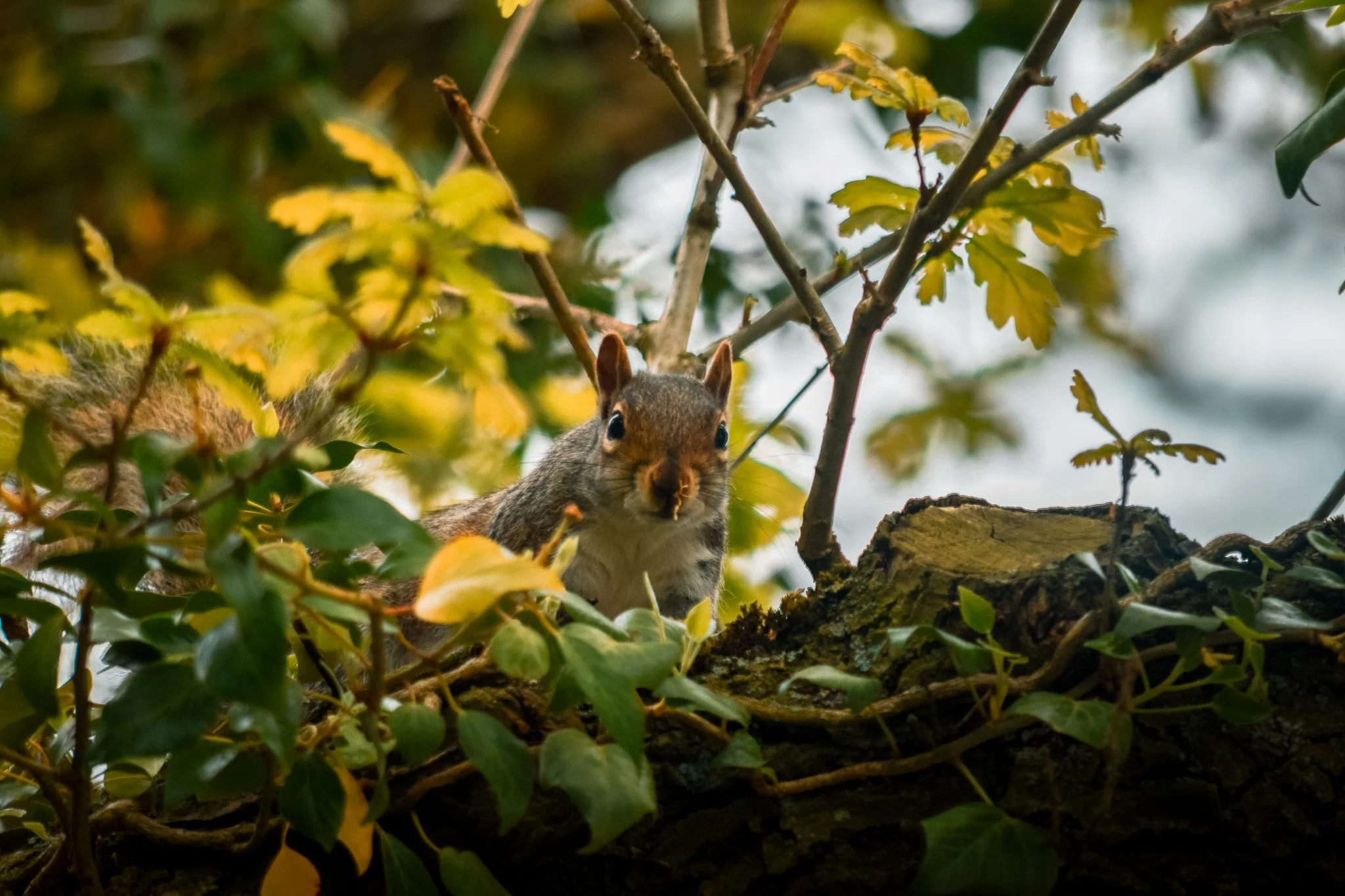 DSC_0653.jpg