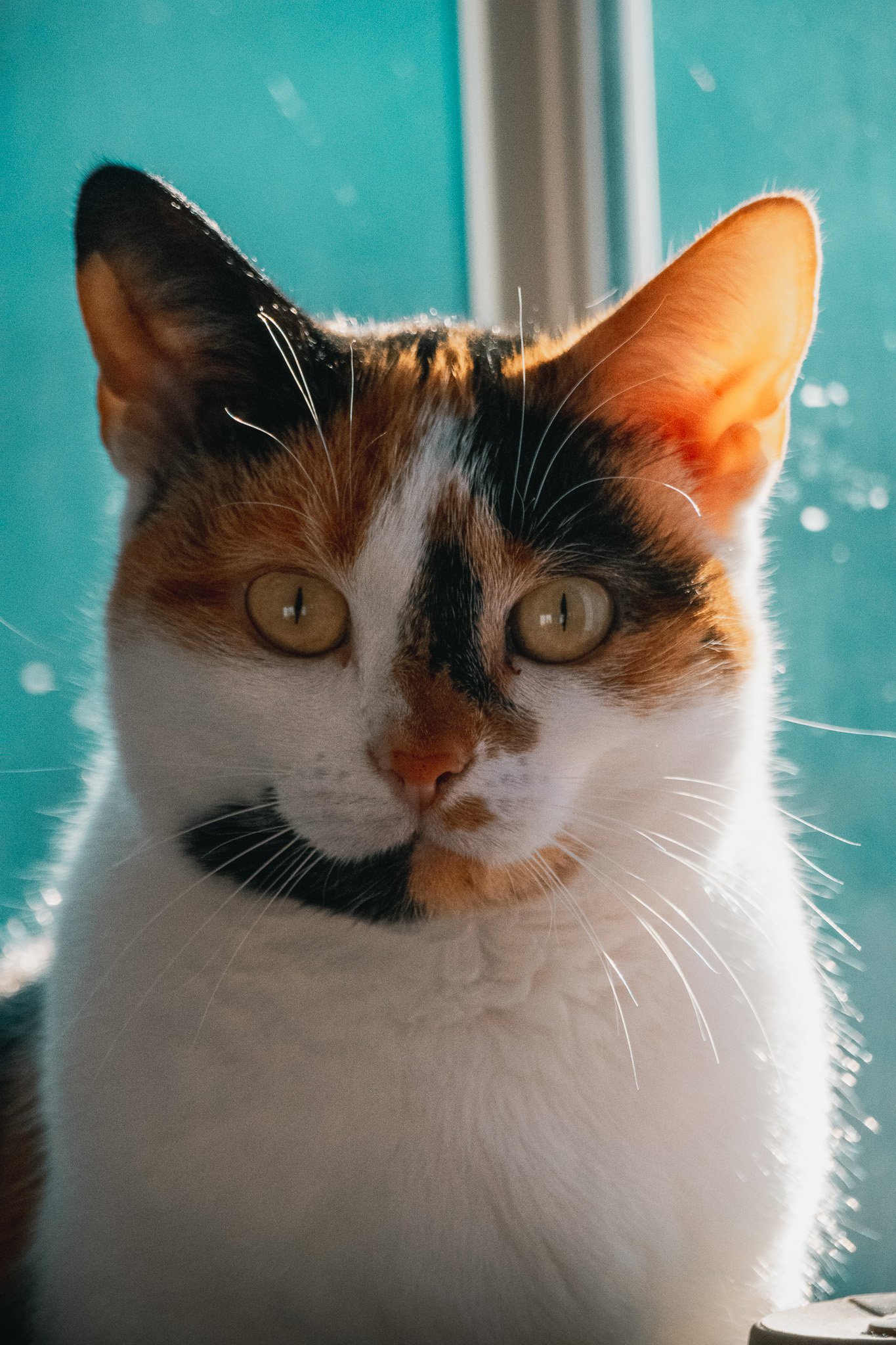 DSC_0059.jpg