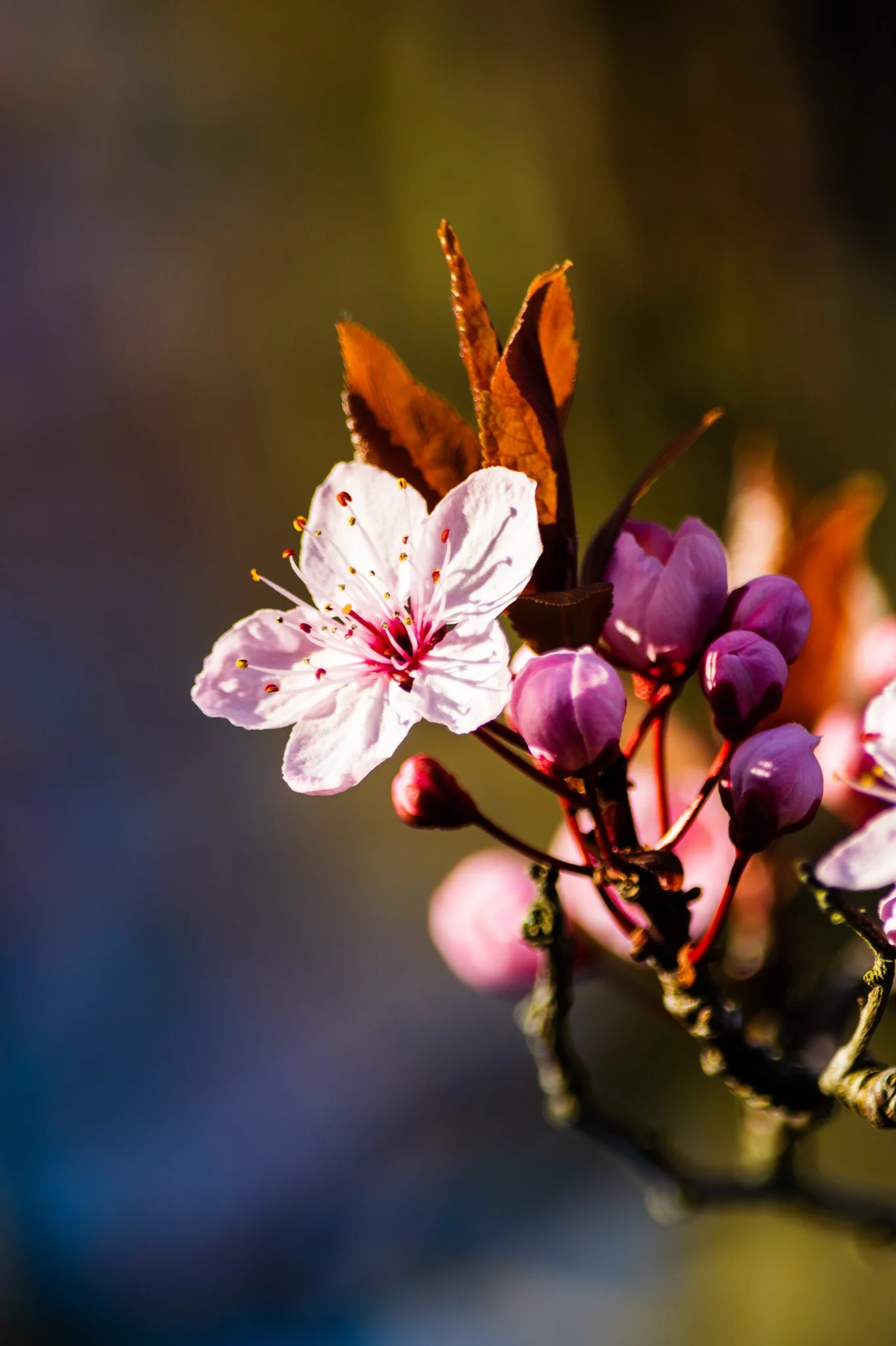 DSC_0041-Enhanced-NR.jpg