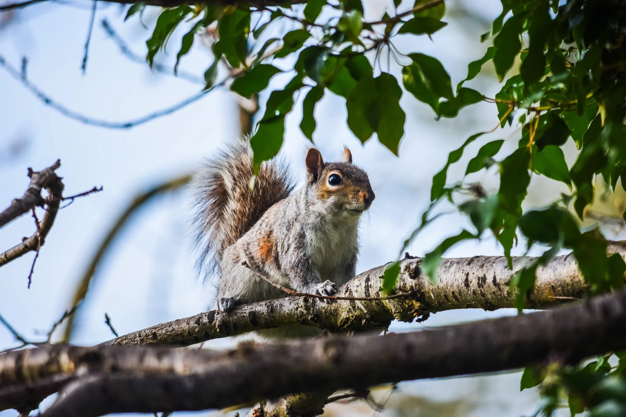 DSC_0203.jpg