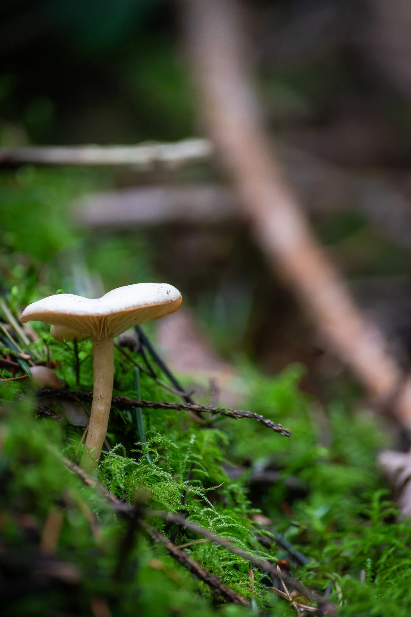DSC_0038.jpg