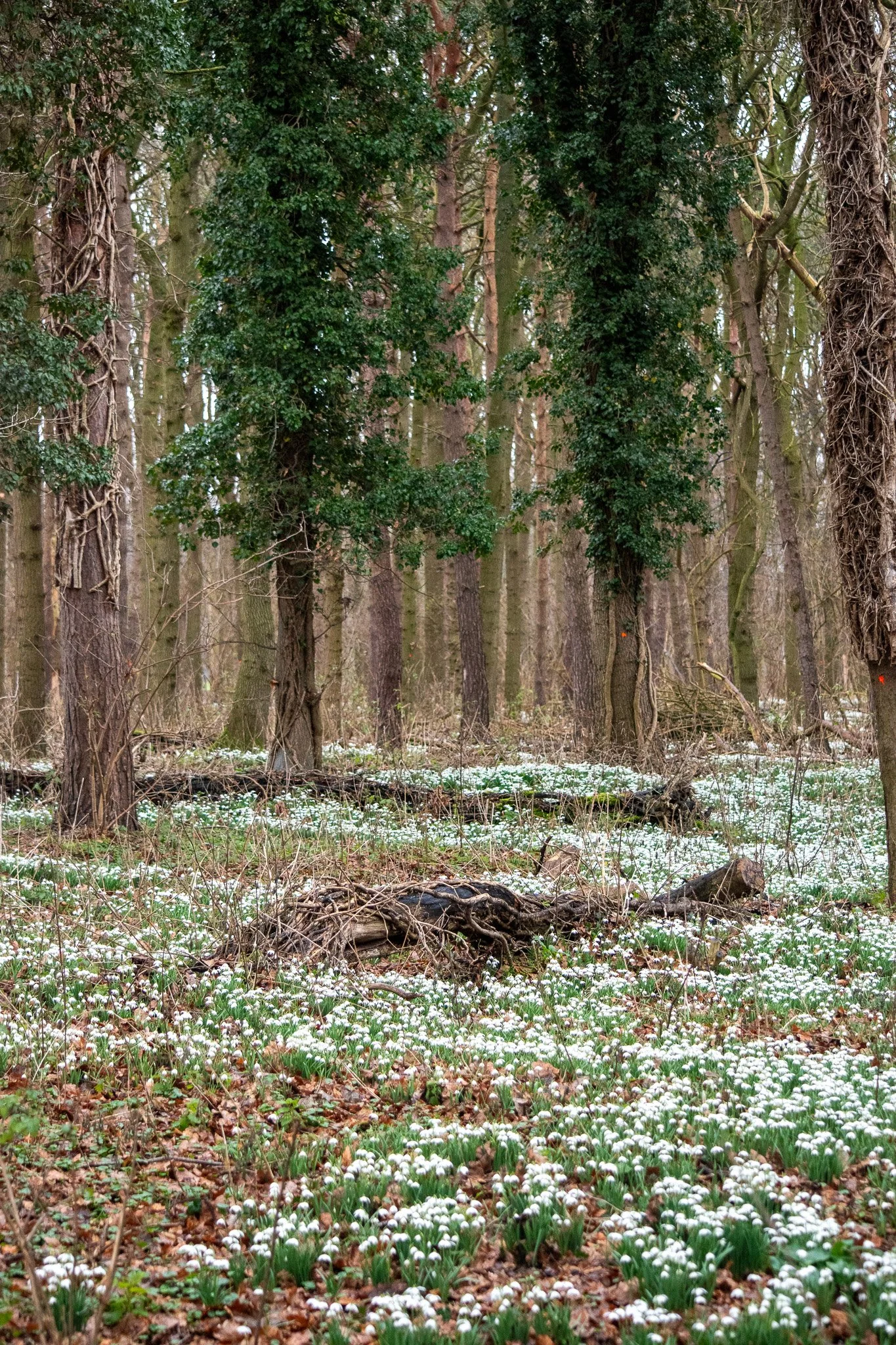 DSC_0384.jpg