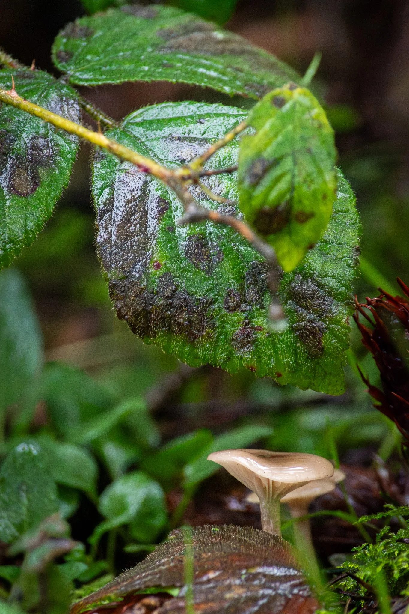 DSC_0595.jpg