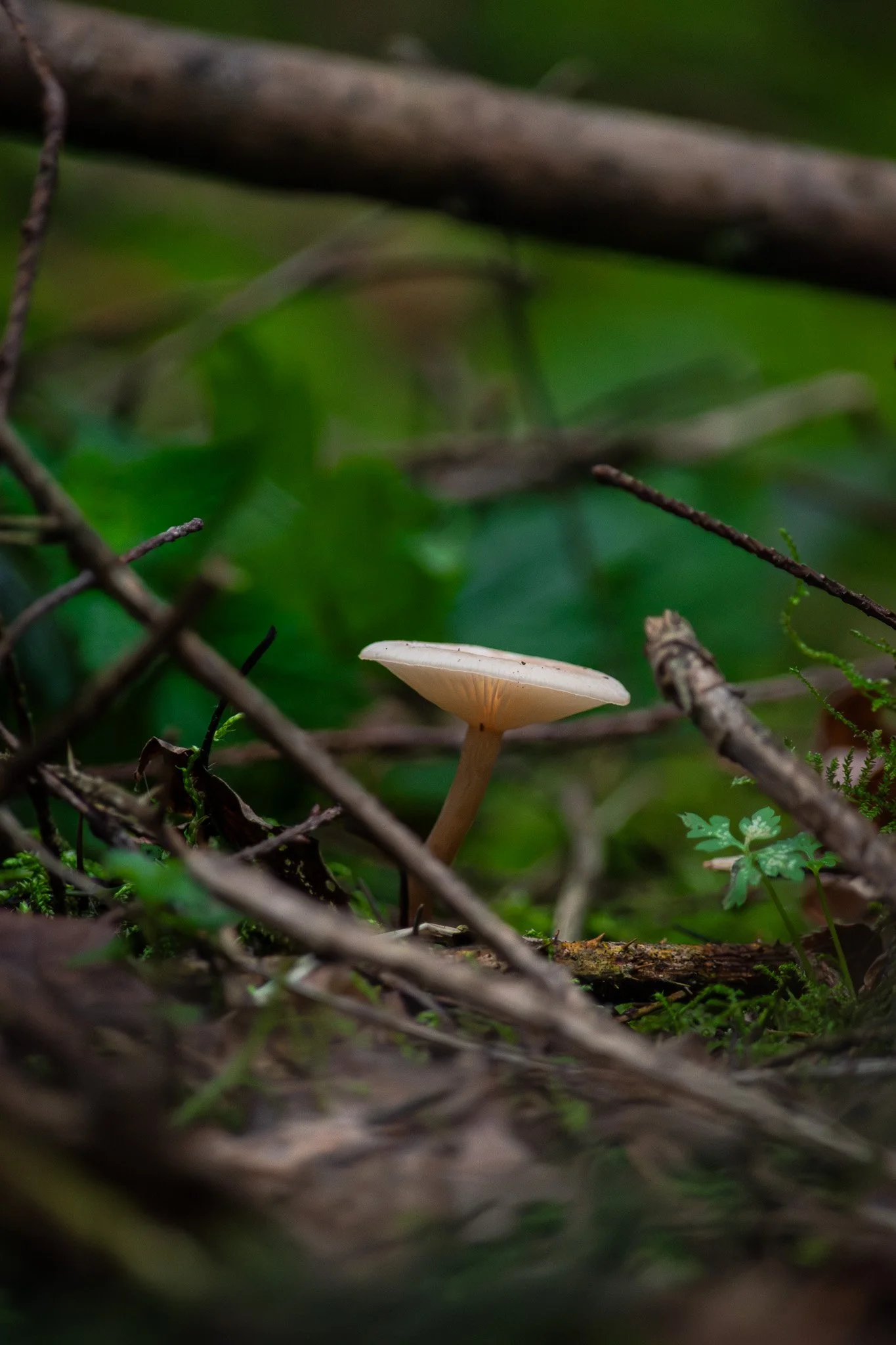 DSC_0012-2.jpg