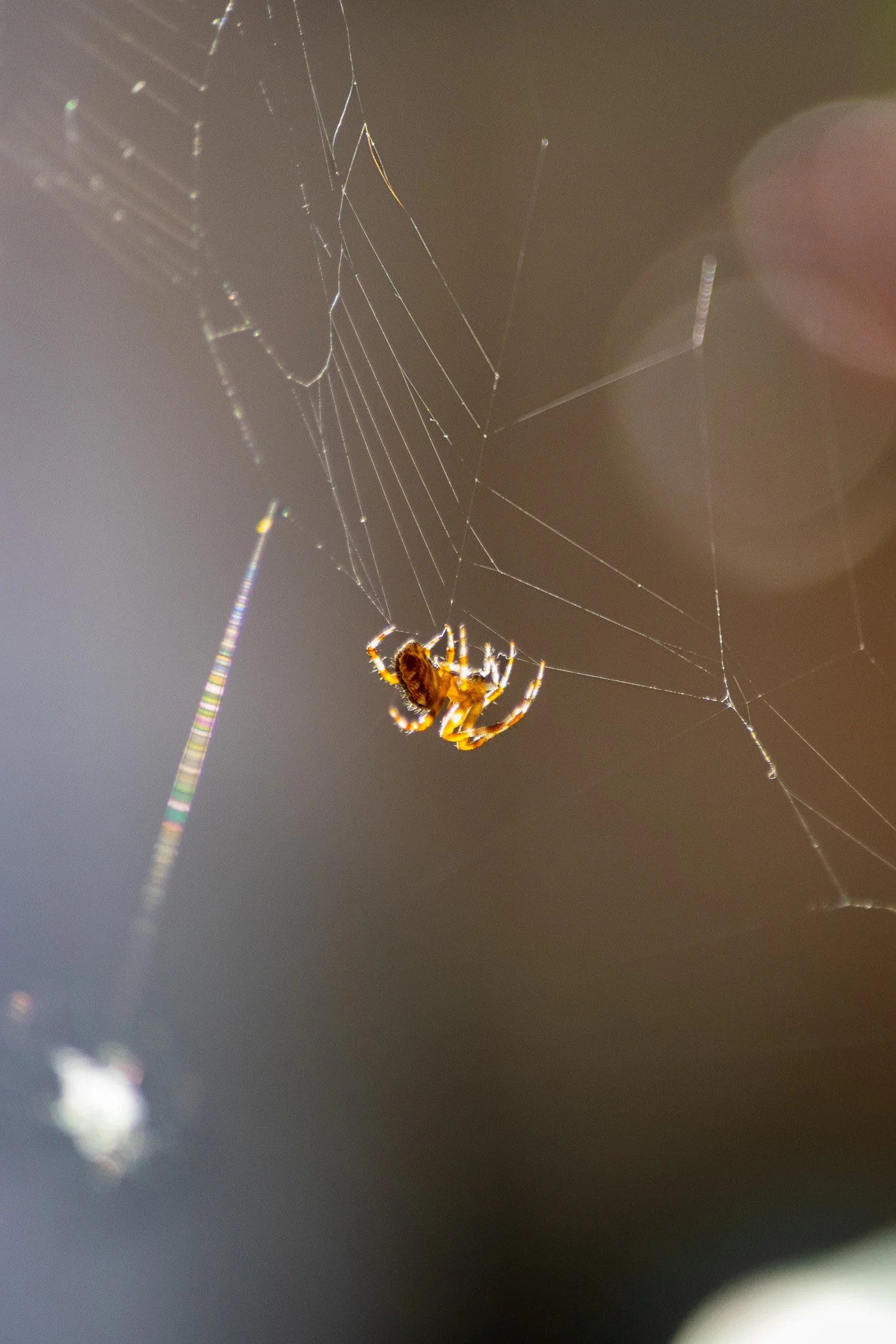 DSC_0104.jpg