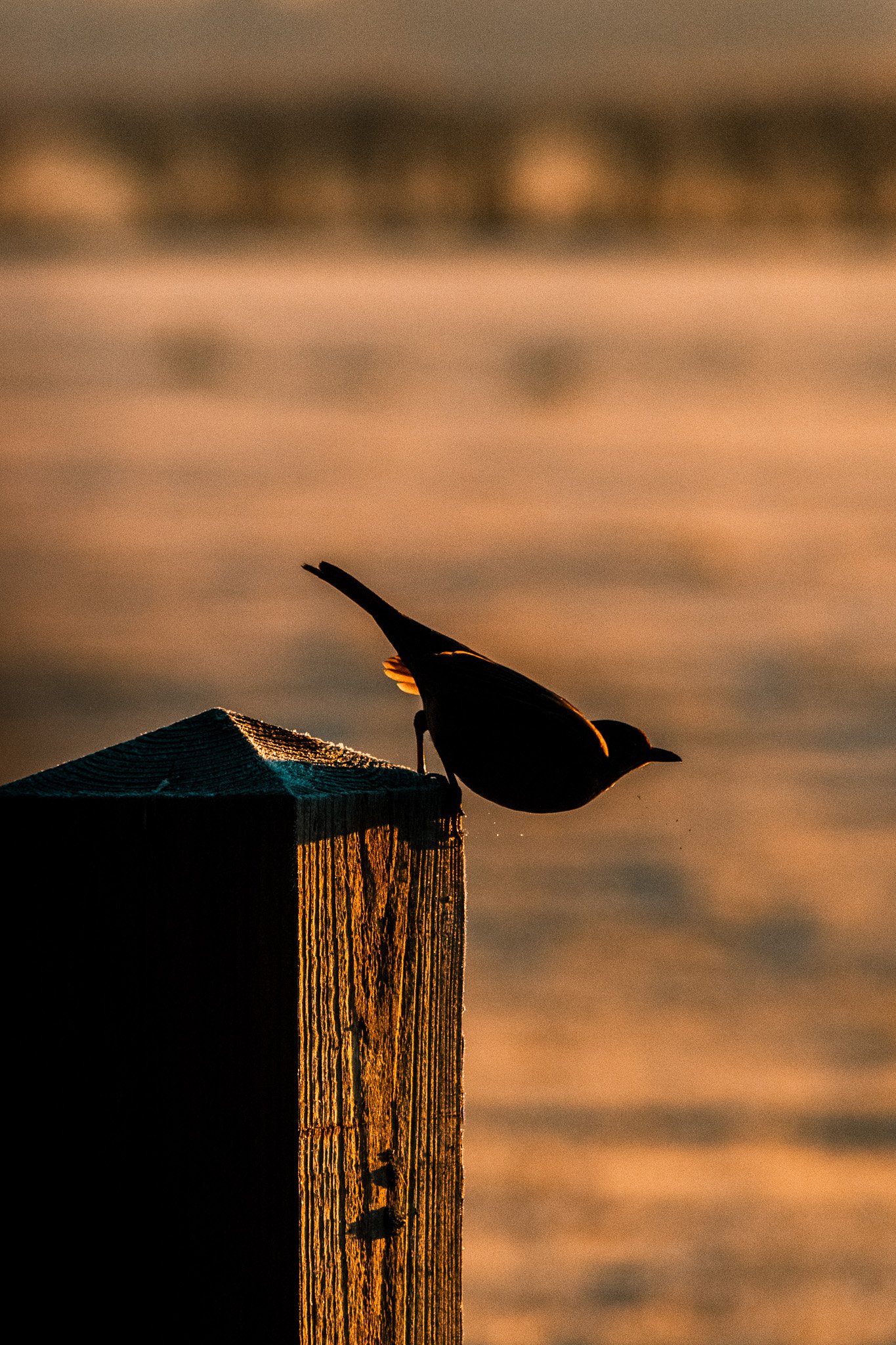 DSC_0593.jpg
