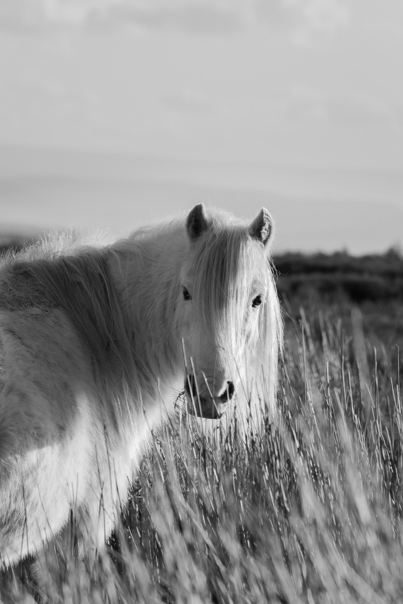 DSC_0486.jpg